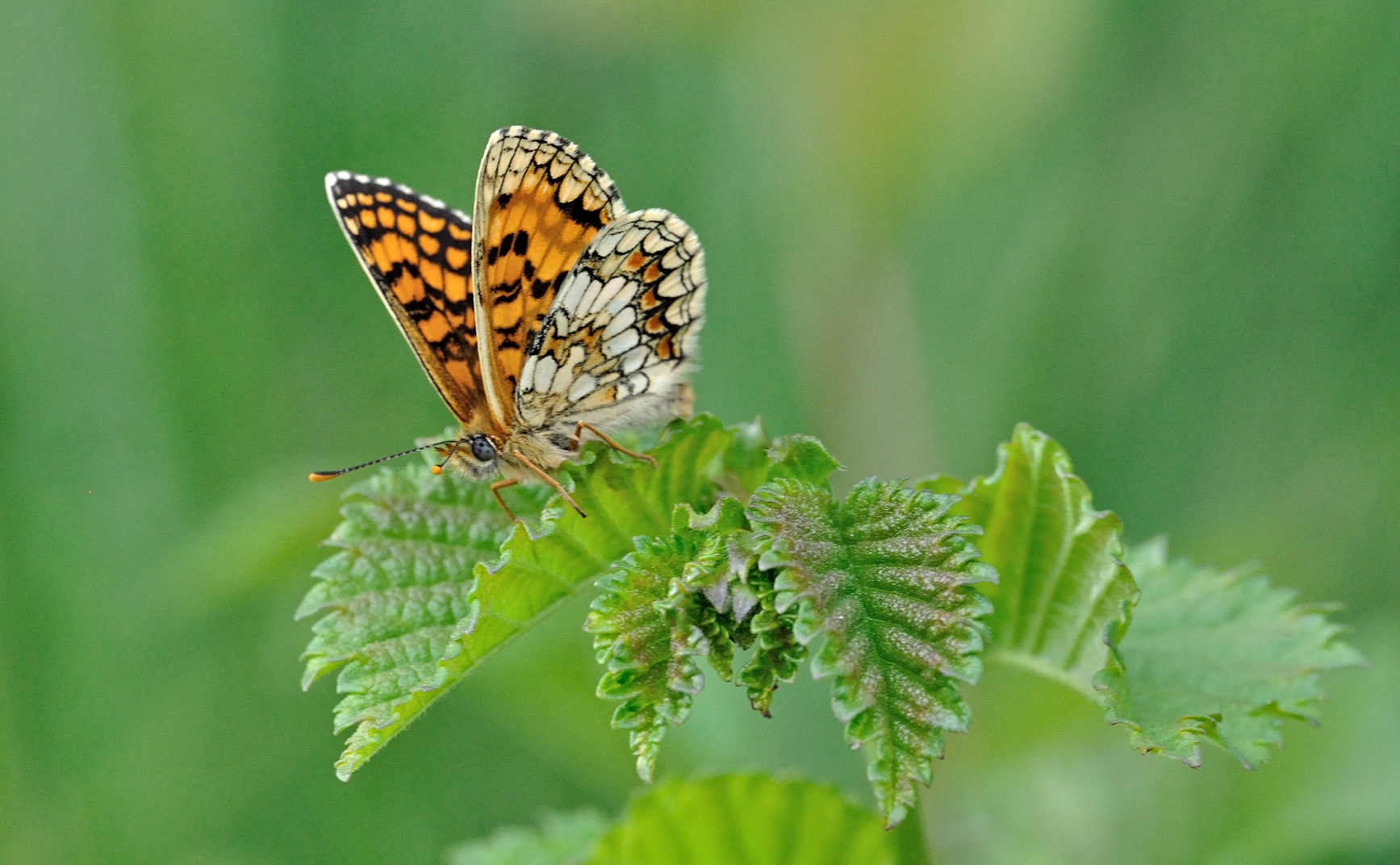 foto B069537, © Adriaan van Os, Coustouges 28-05-2022, altitud 820 m, Melitaea athalia