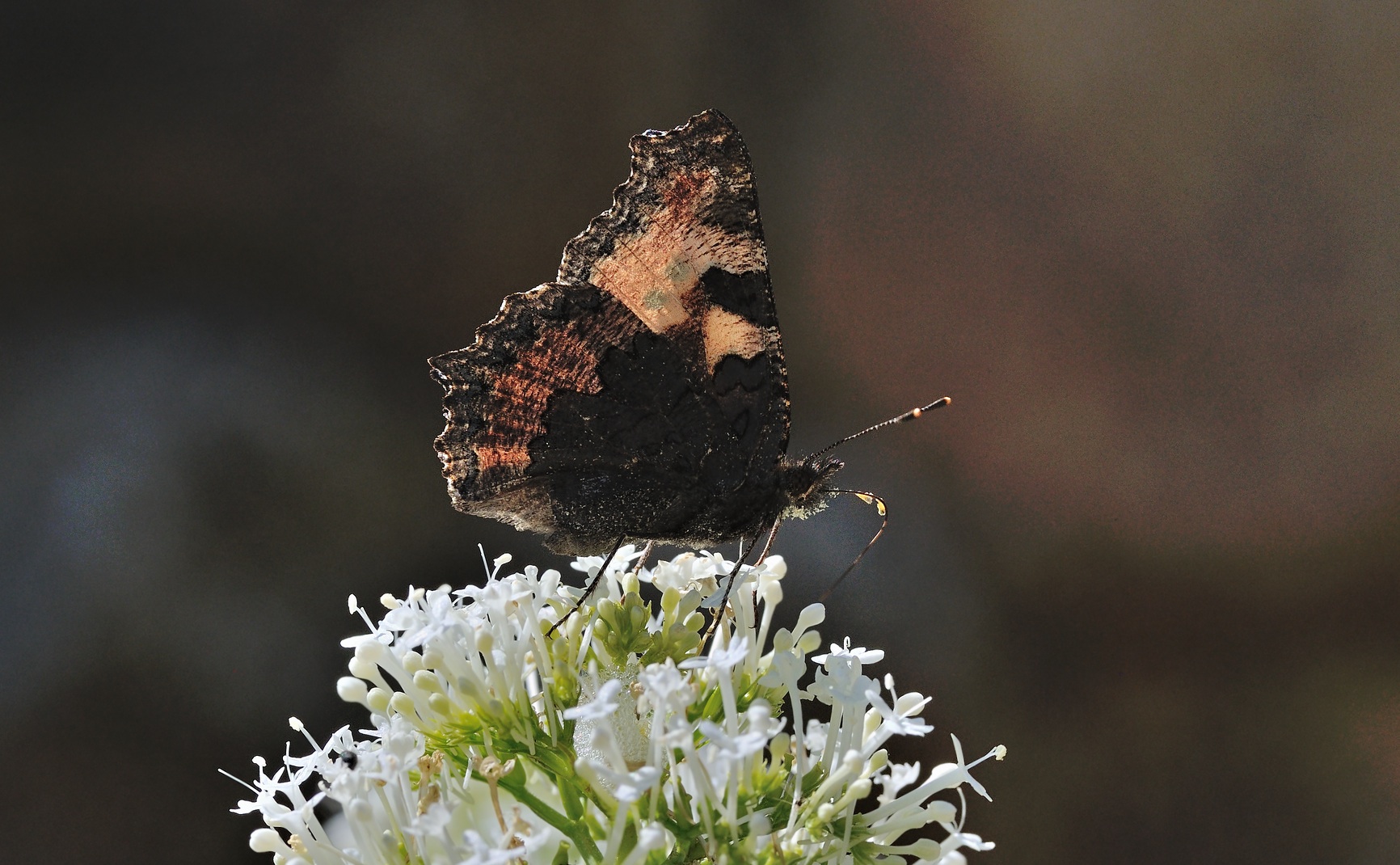 foto B069618, © Adriaan van Os, Coustouges 29-05-2022, altitud 820 m, Aglais urticae