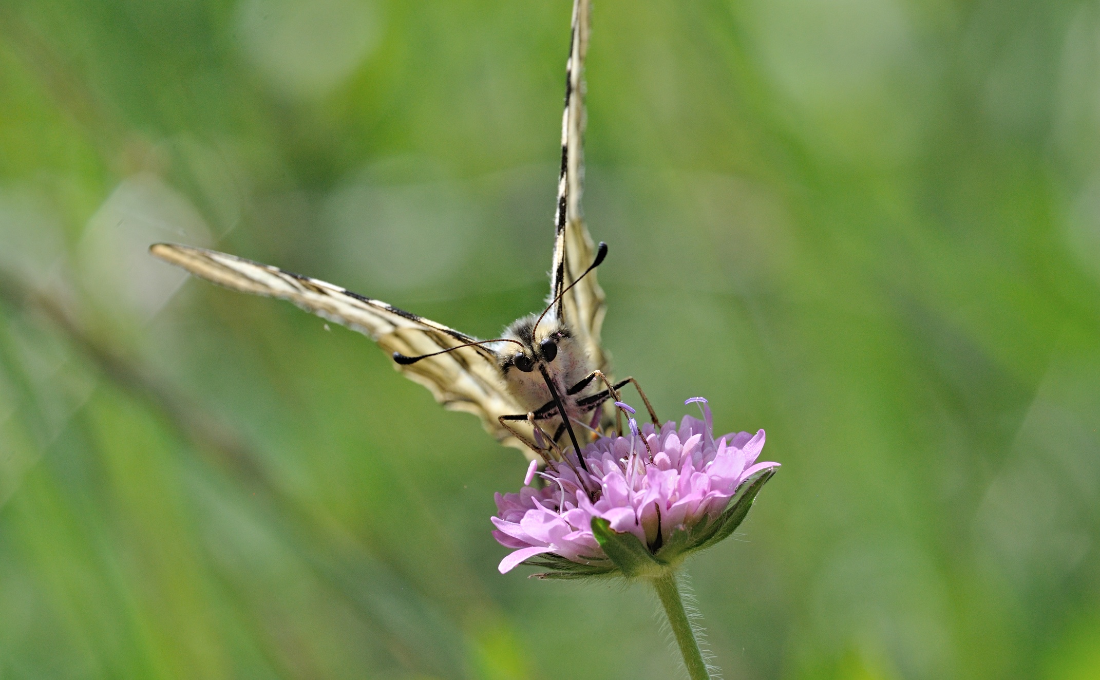 foto B069927, © Adriaan van Os, Coustouges 30-05-2022, altitud 810 m, Iphiclides feisthamelii