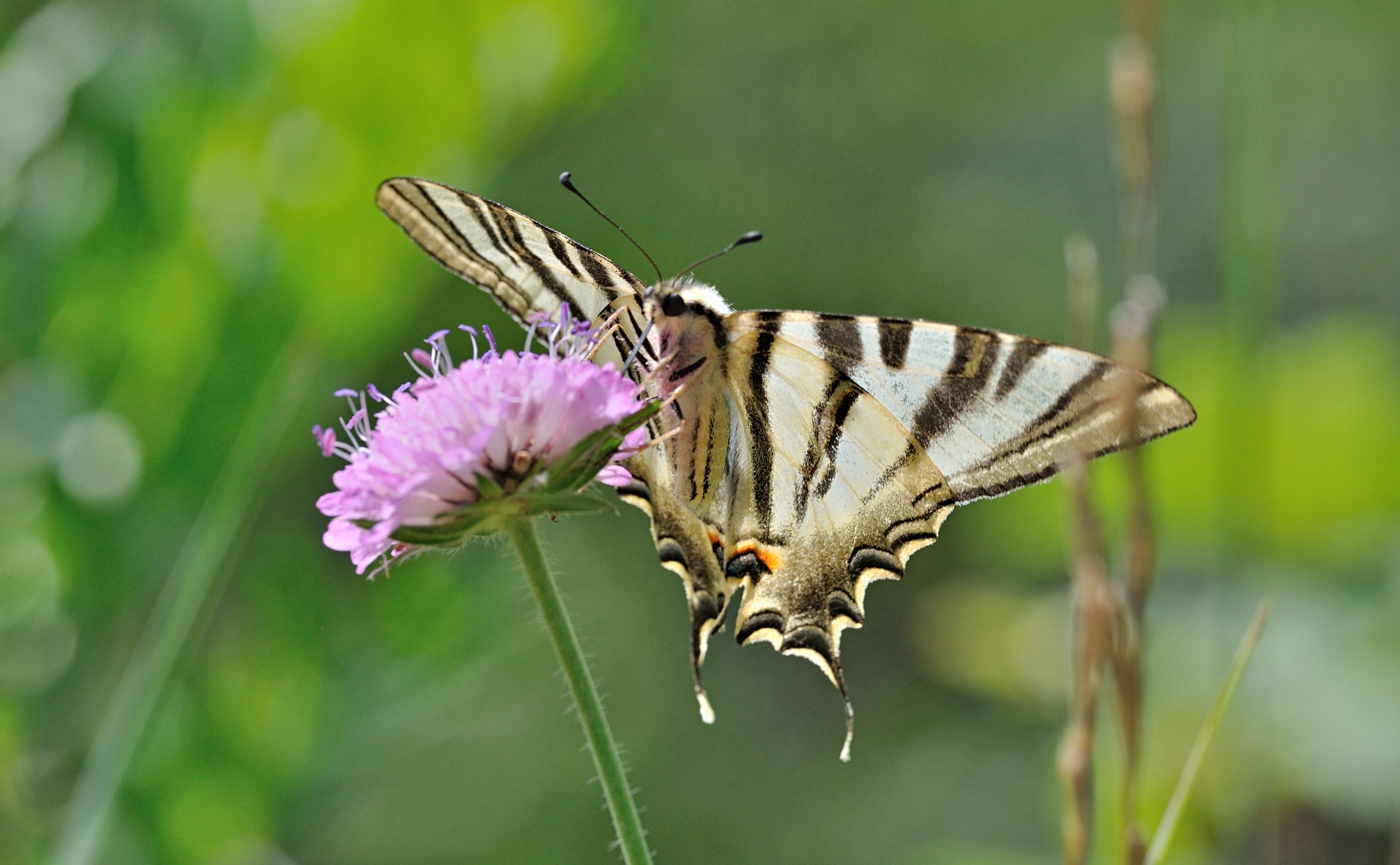 foto B069934, © Adriaan van Os, Coustouges 30-05-2022, altitud 810 m, Iphiclides feisthamelii