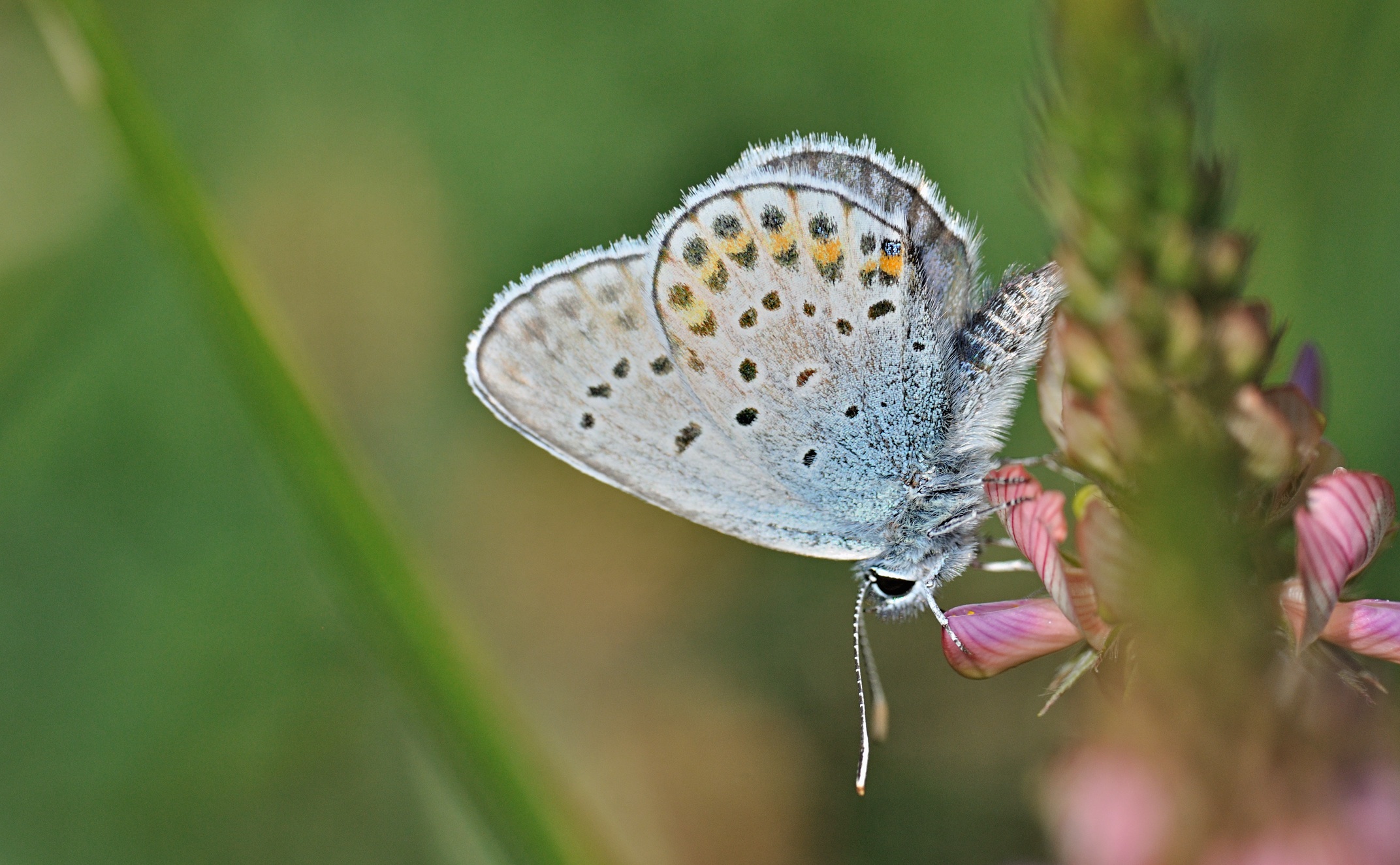 photo B070076, © Adriaan van Os, Coustouges 03-06-2022, altitudo 800 m, ♂ Plebejus argus