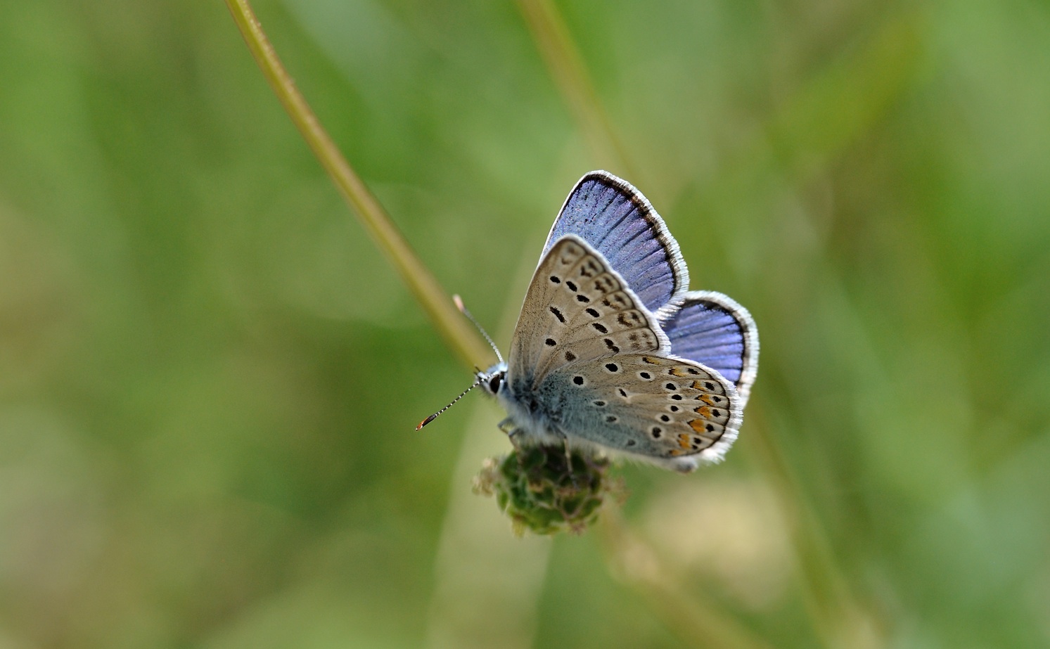 foto B070113, © Adriaan van Os, Coustouges 03-06-2022, altitud 800 m, ♂ Polyommatus icarus