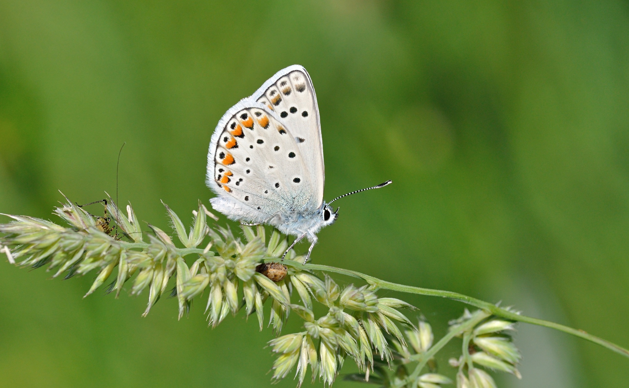 foto B070191, © Adriaan van Os, Coustouges 04-06-2022, altitud 820 m, ♂ Polyommatus escheri