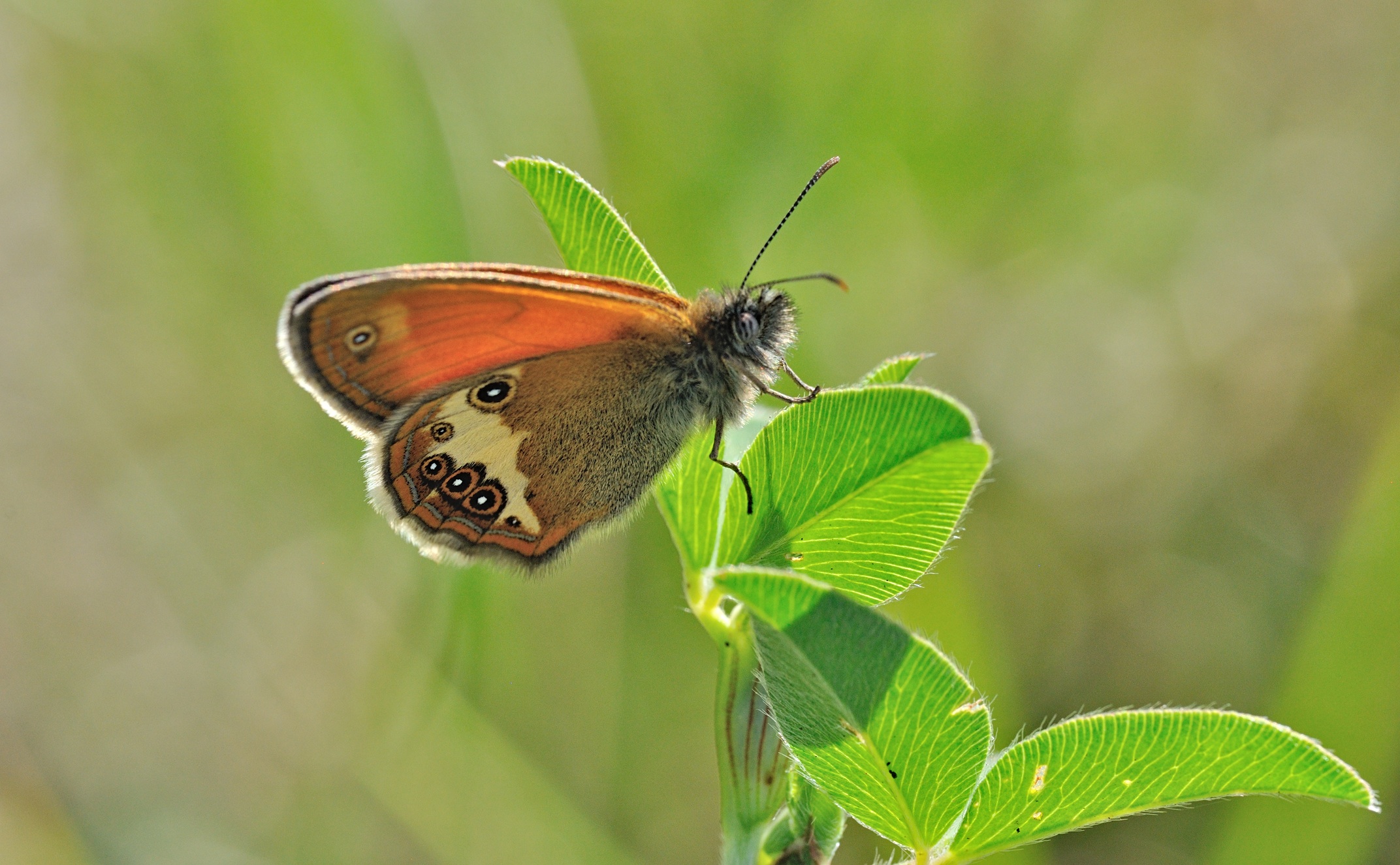 photo B070237, © Adriaan van Os, Coustouges 04-06-2022, altitudo 820 m, Coenonympha arcania