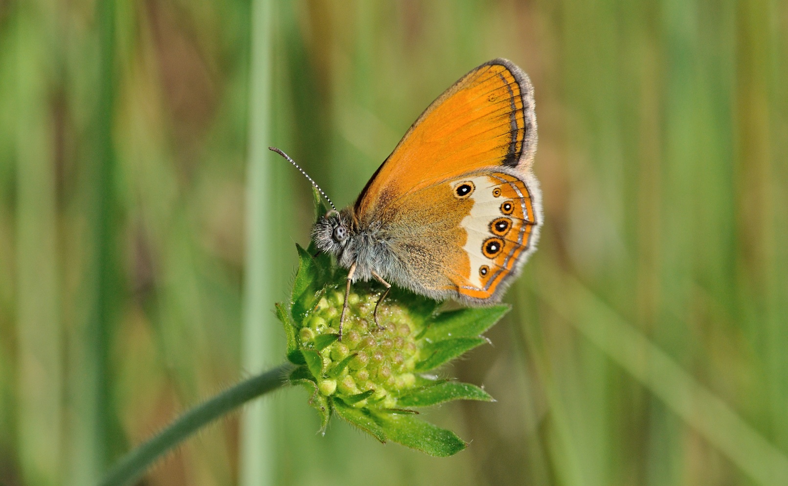 foto B070246, © Adriaan van Os, Coustouges 05-06-2022, altitud 820 m, Coenonympha arcania