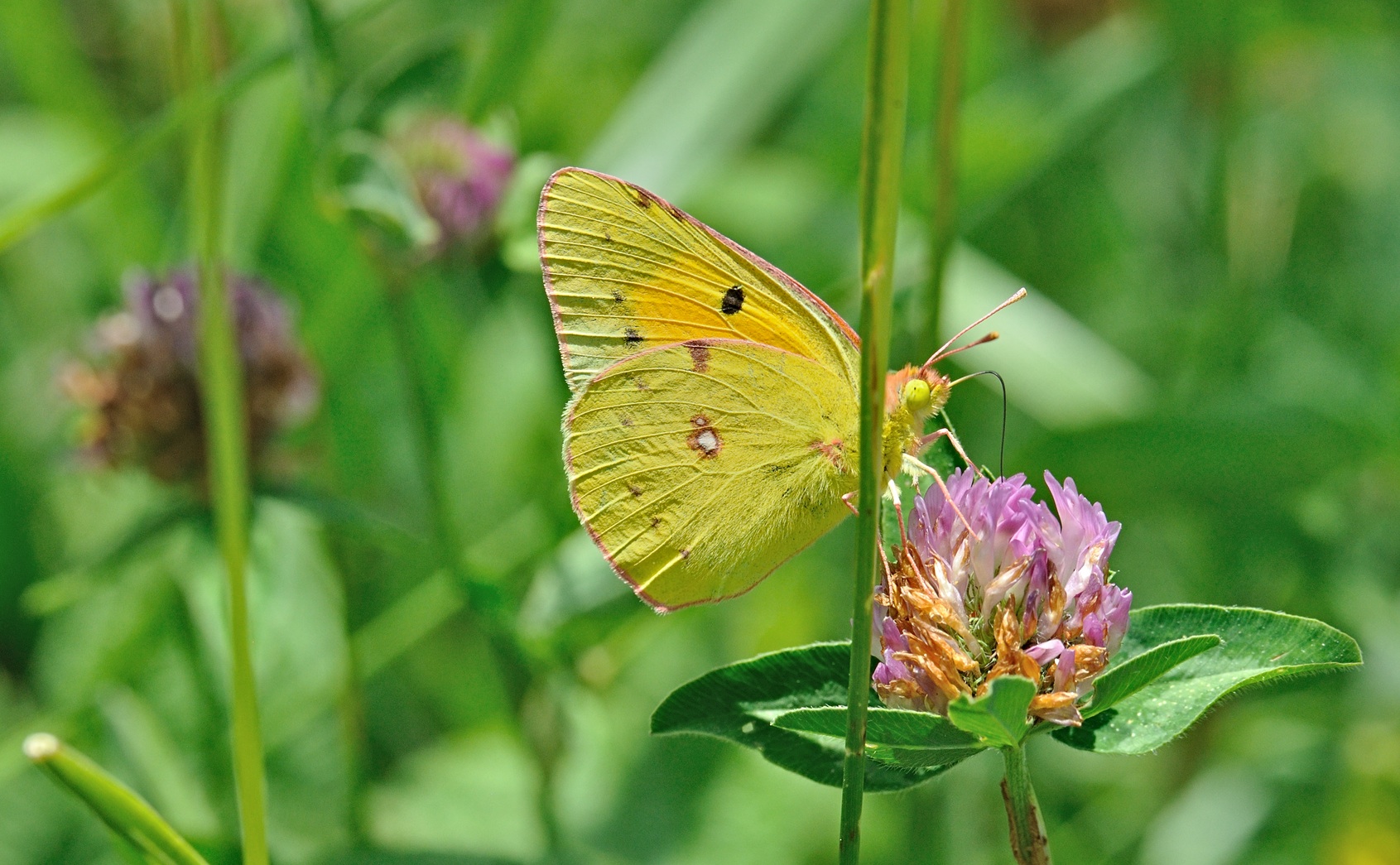 foto B070284, © Adriaan van Os, Coustouges 05-06-2022, hoogte 820 m, Colias croceus