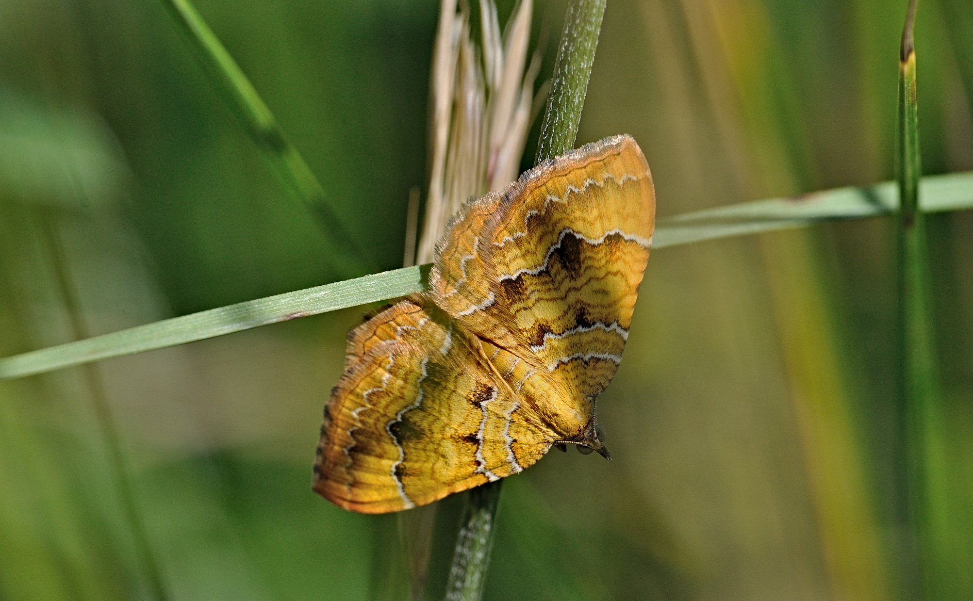 foto B070326, © Adriaan van Os, Coustouges 06-06-2022, hoogte 800 m, Camptogramma bilineata