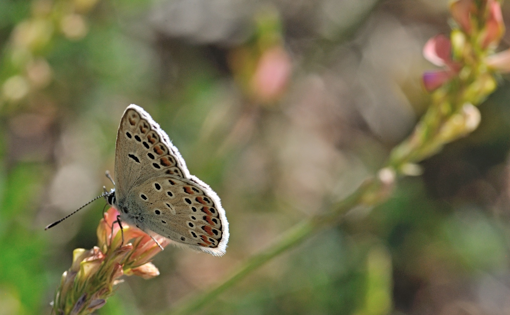 Foto B070521, © Adriaan van Os, Coustouges 07-06-2022, Hhe 800 m, Polyommatus escheri