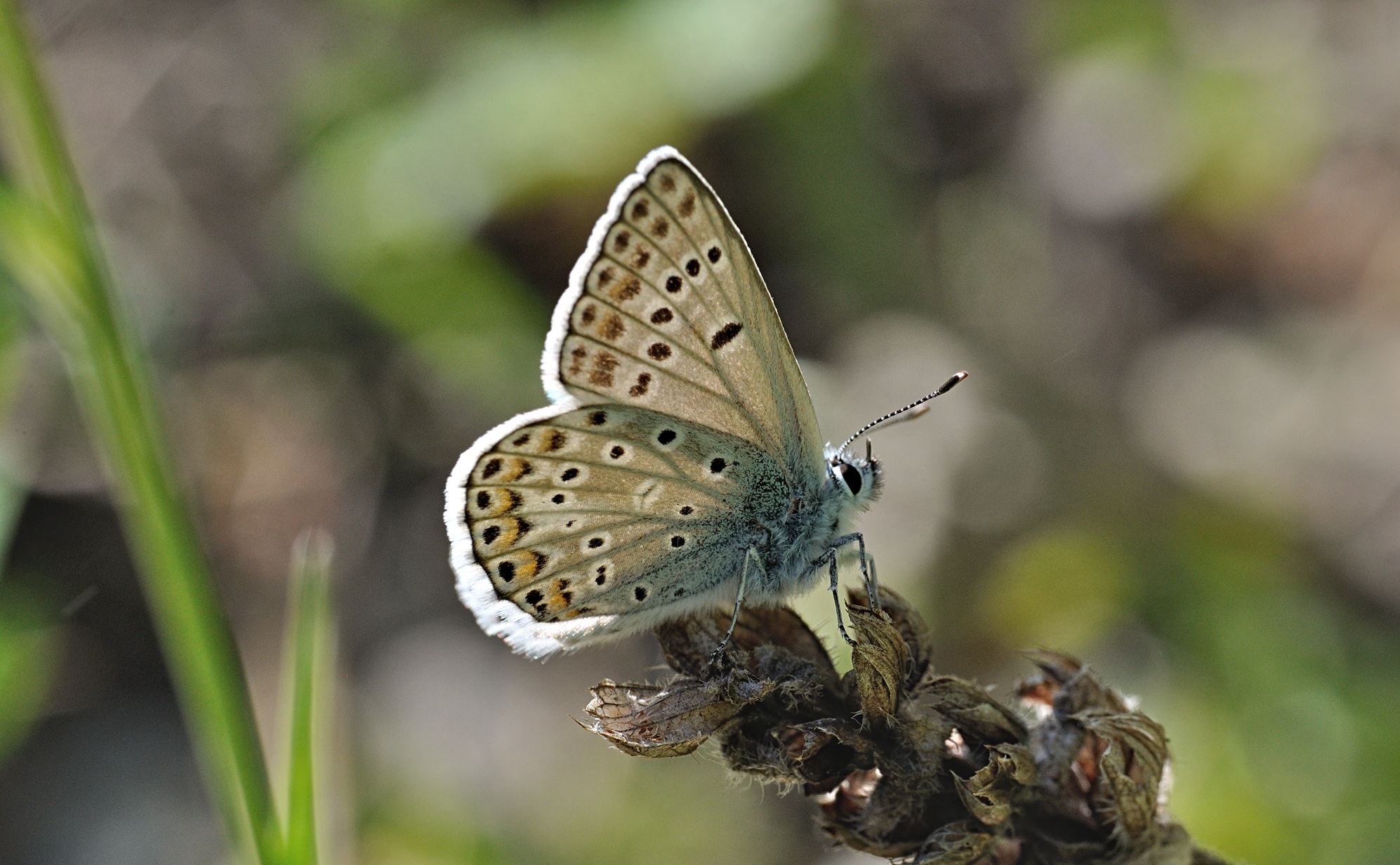 foto B070529, © Adriaan van Os, Coustouges 07-06-2022, hoogte 800 m, Polyommatus escheri