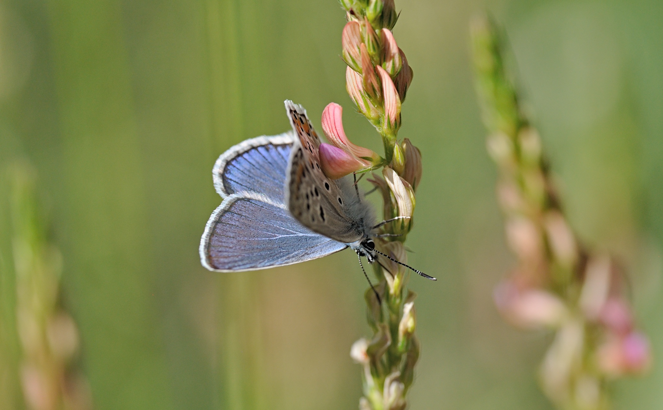 Foto B070624, © Adriaan van Os, Coustouges 09-06-2022, Hhe 800 m, ♂ Polyommatus escheri