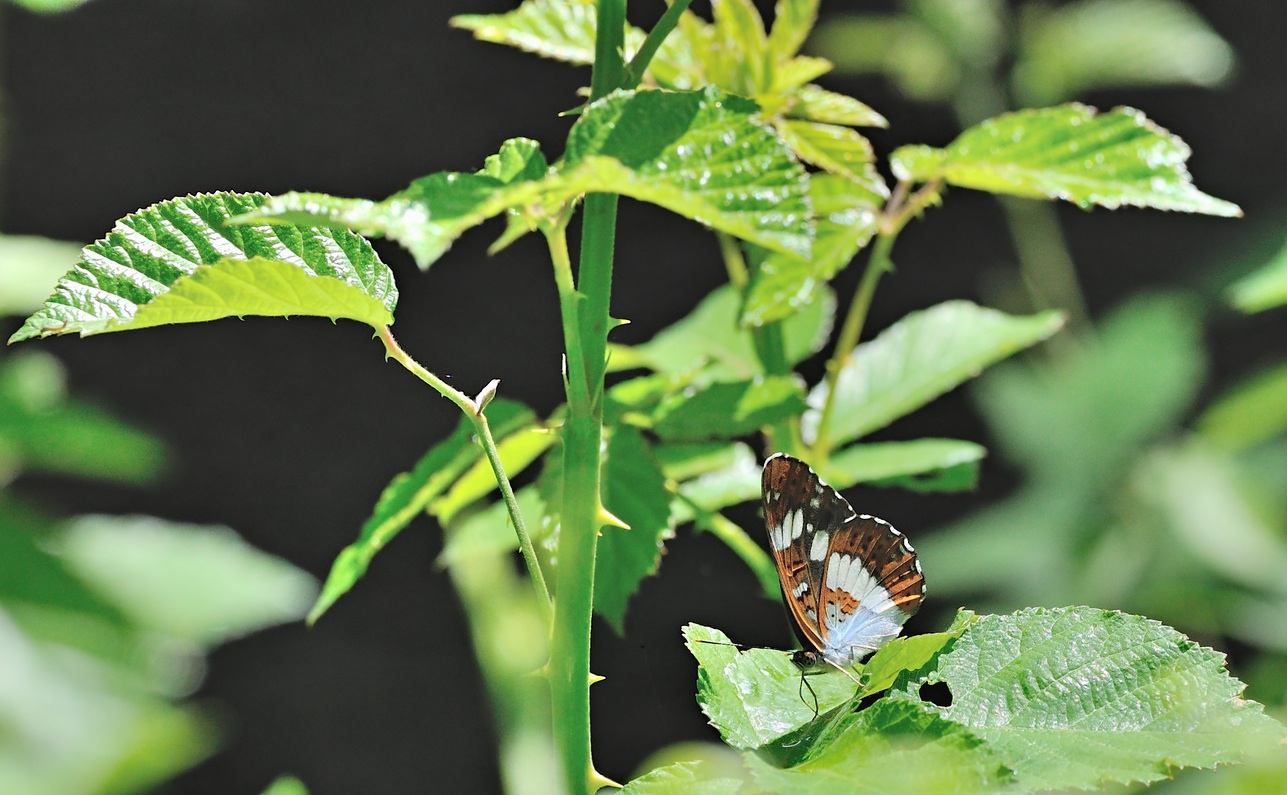 foto B070666, © Adriaan van Os, Coustouges 09-06-2022, altitud 800 m, Limenitis reducta