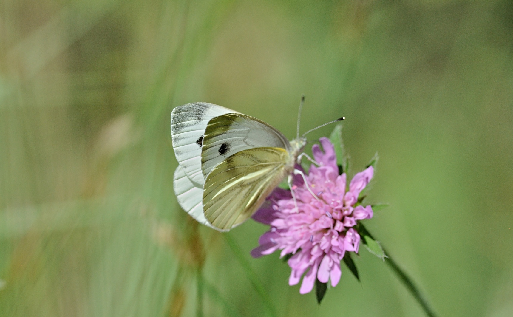 photo B070723, © Adriaan van Os, Coustouges 09-06-2022, altitudo 820 m, Pieris napi meridionalis