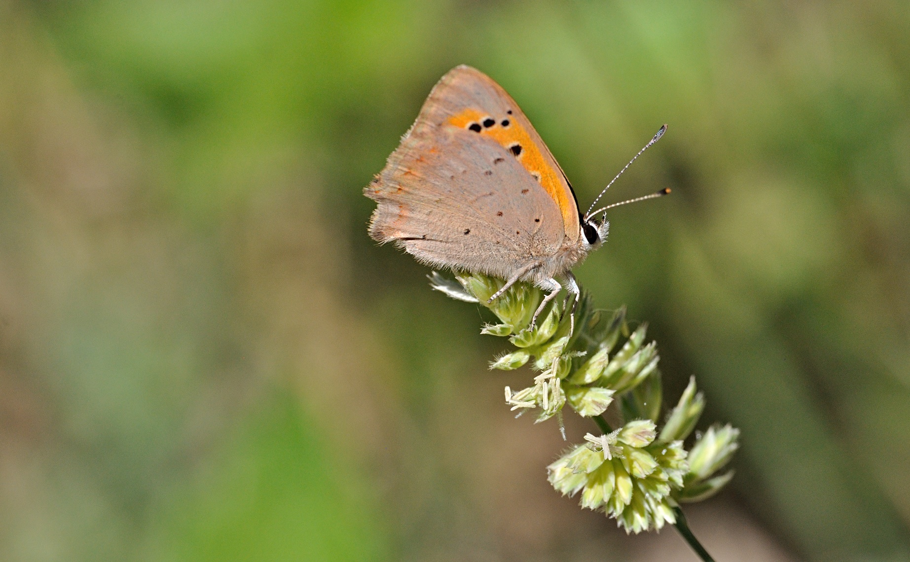 photo B070894, © Adriaan van Os, Coustouges 10-06-2022, altitude 800 m, Lycaena phlaeas