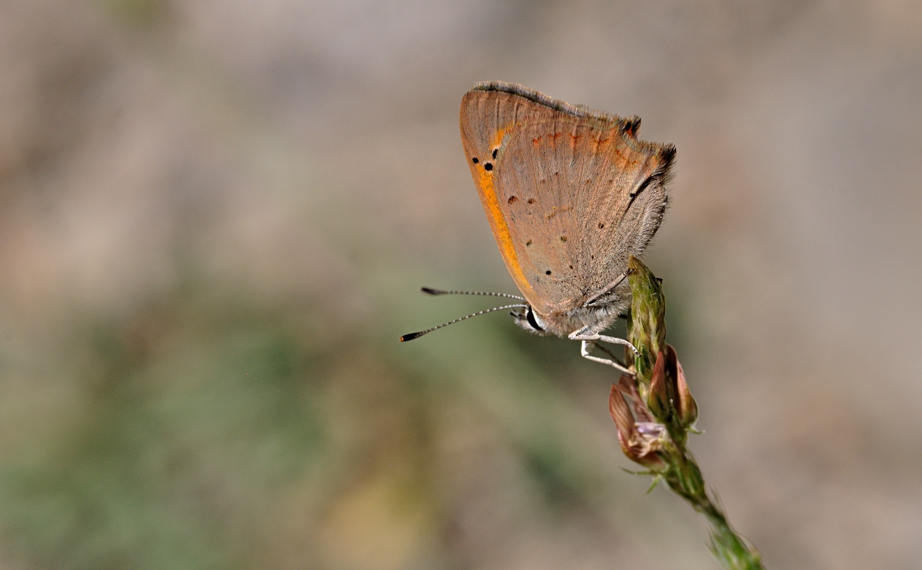 Foto B070896, © Adriaan van Os, Coustouges 10-06-2022, Hhe 800 m, Lycaena phlaeas