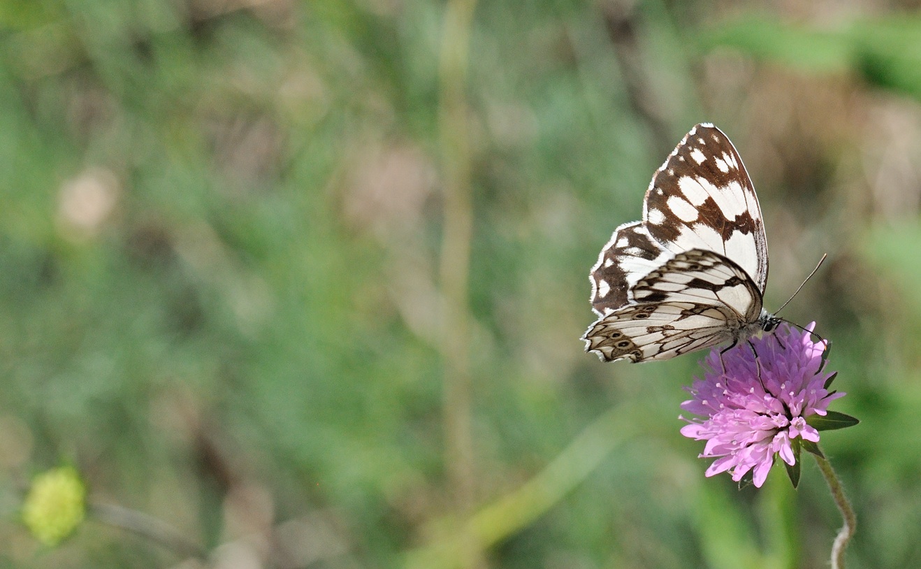 photo B070972, © Adriaan van Os, Coustouges 12-06-2022, altitude 820 m, Melanargia lachesis