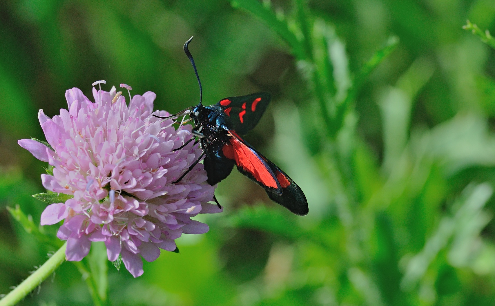 foto B071019, © Adriaan van Os, Coustouges 15-06-2022, hoogte 820 m, Zygaena lonicerae ?