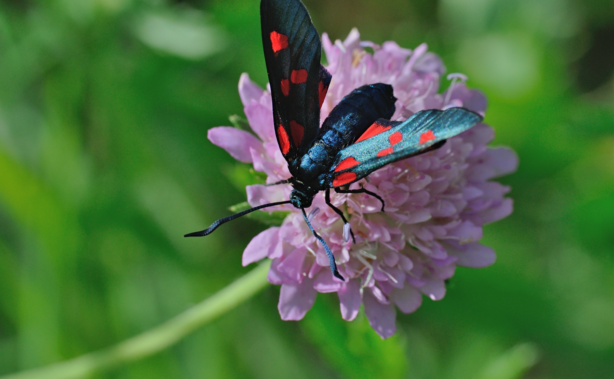 photo B071022, © Adriaan van Os, Coustouges 15-06-2022, altitude 820 m, Zygaena lonicerae ?