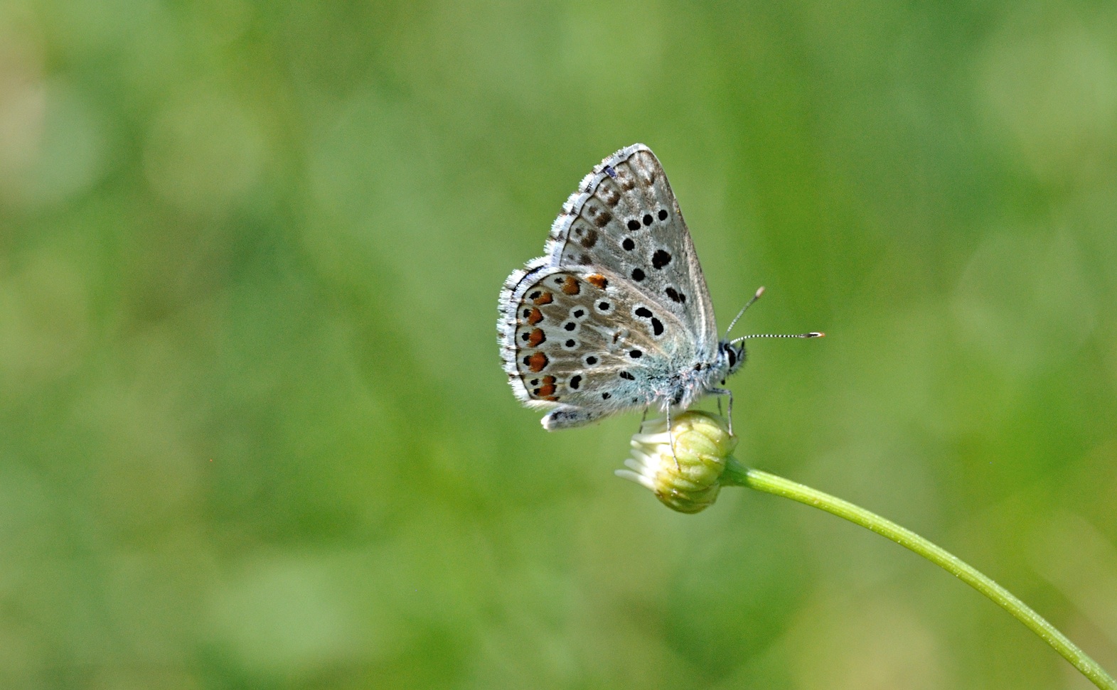 photo B071082, © Adriaan van Os, Coustouges 15-06-2022, altitude 800 m, Polyommatus bellargus