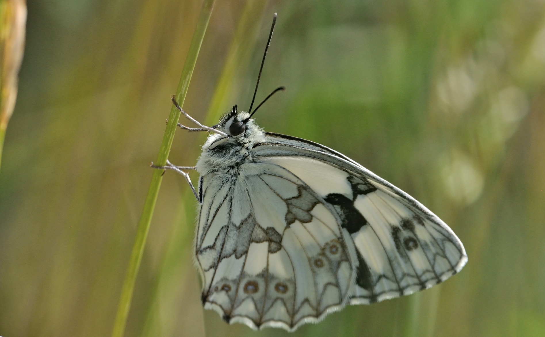 photo B071134, © Adriaan van Os, Coustouges 16-06-2022, altitude 820 m, Melanargia lachesis