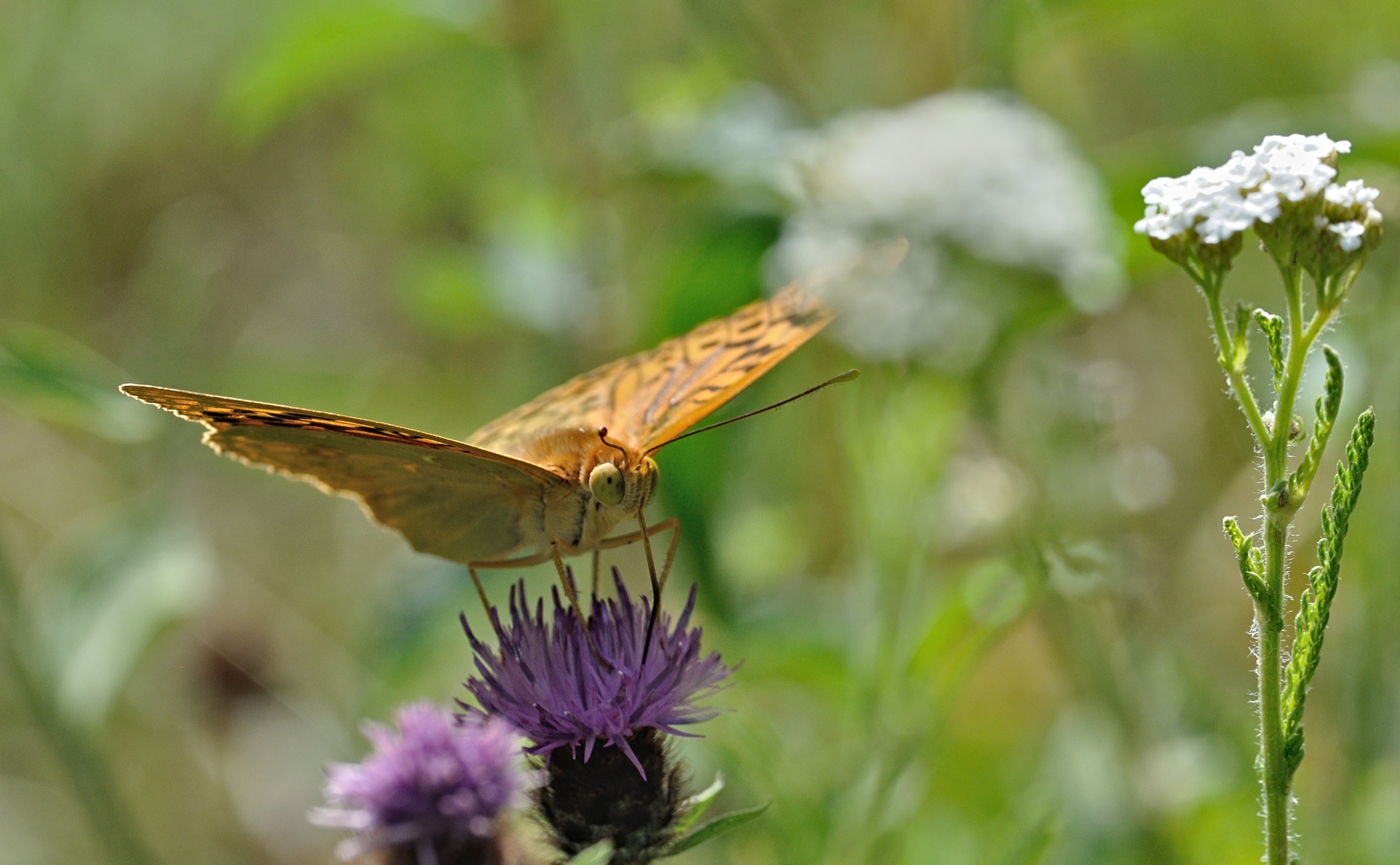 foto B071294, © Adriaan van Os, Villeroge 20-06-2022, altitud 800 m, Argynnis pandora