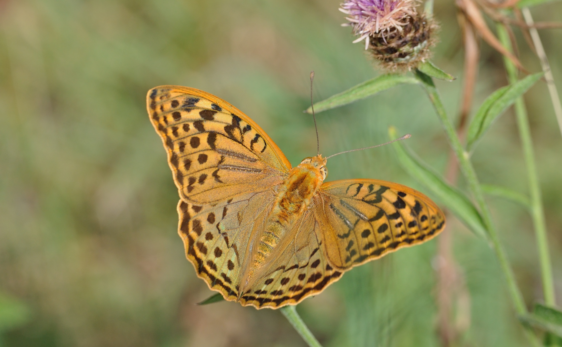 photo B071326, © Adriaan van Os, Villeroge 20-06-2022, altitudo 800 m, Argynnis pandora