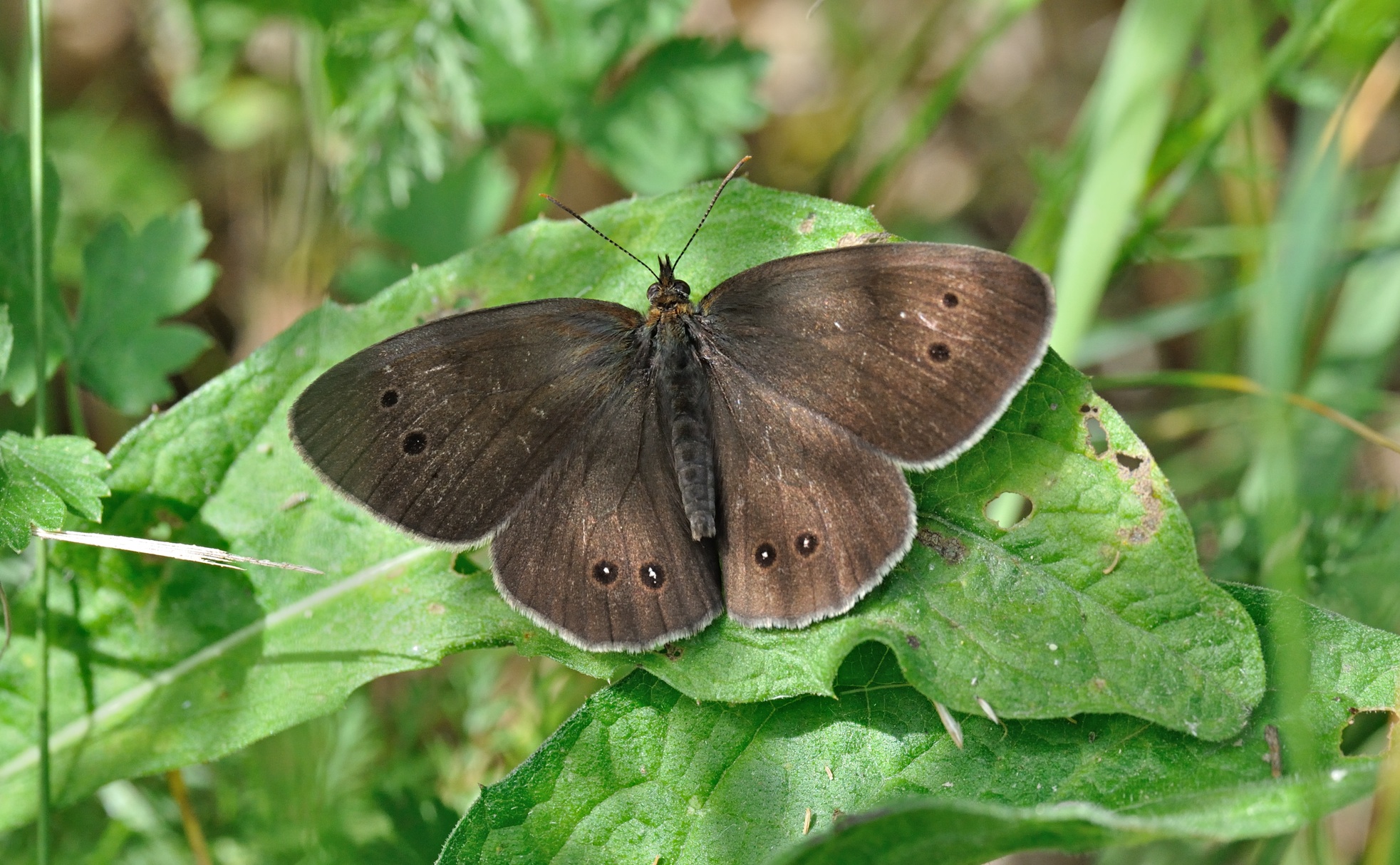 foto B071337, © Adriaan van Os, Villeroge 20-06-2022, altitud 800 m, Aphantopus hyperantus