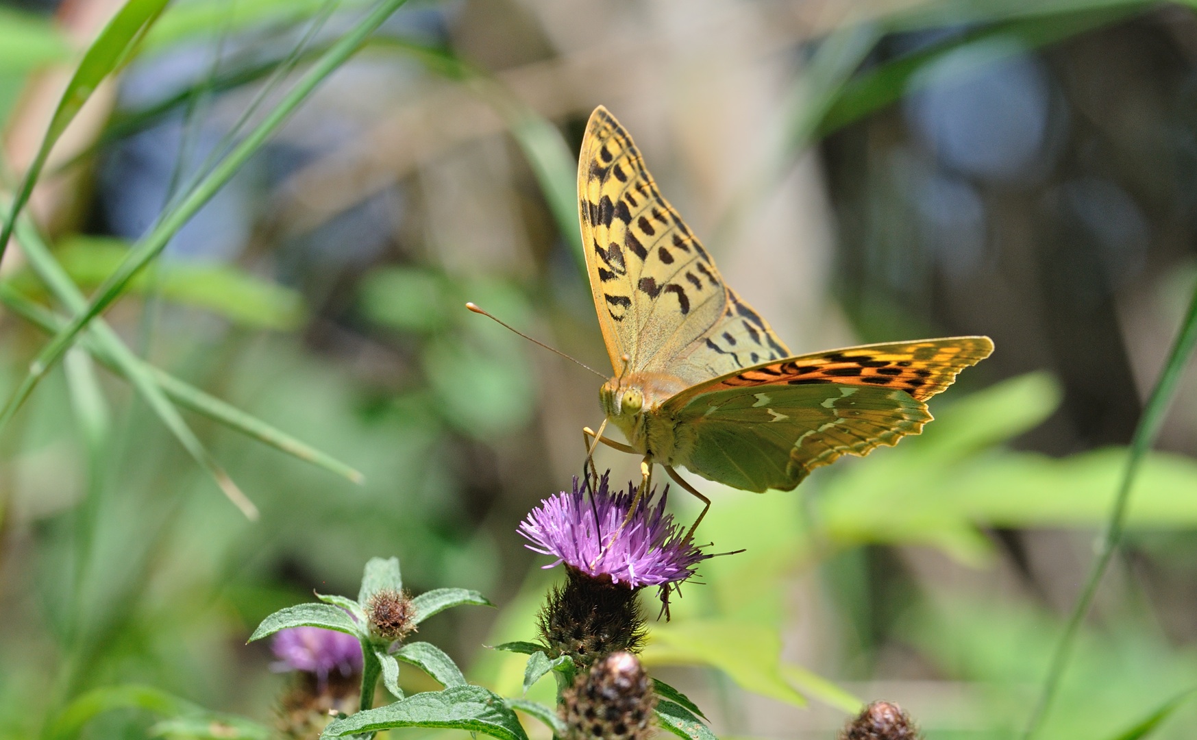 photo B071347, © Adriaan van Os, Villeroge 20-06-2022, altitude 800 m, Argynnis pandora