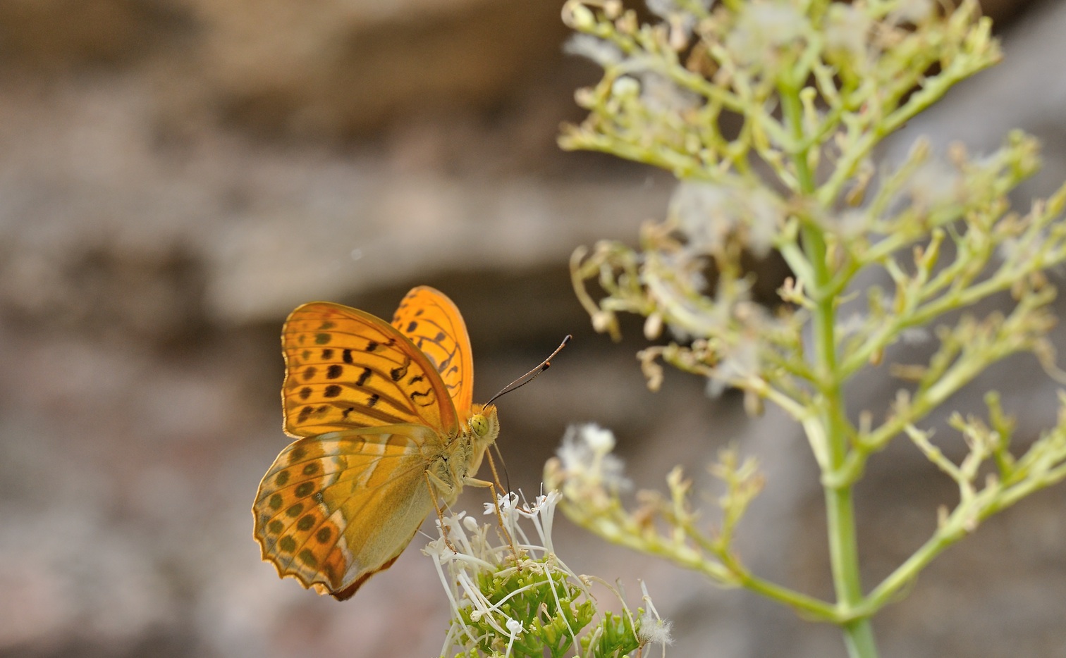 photo B071376, © Adriaan van Os, Coustouges 21-06-2022, altitudo 820 m, ♂ Argynnis paphia