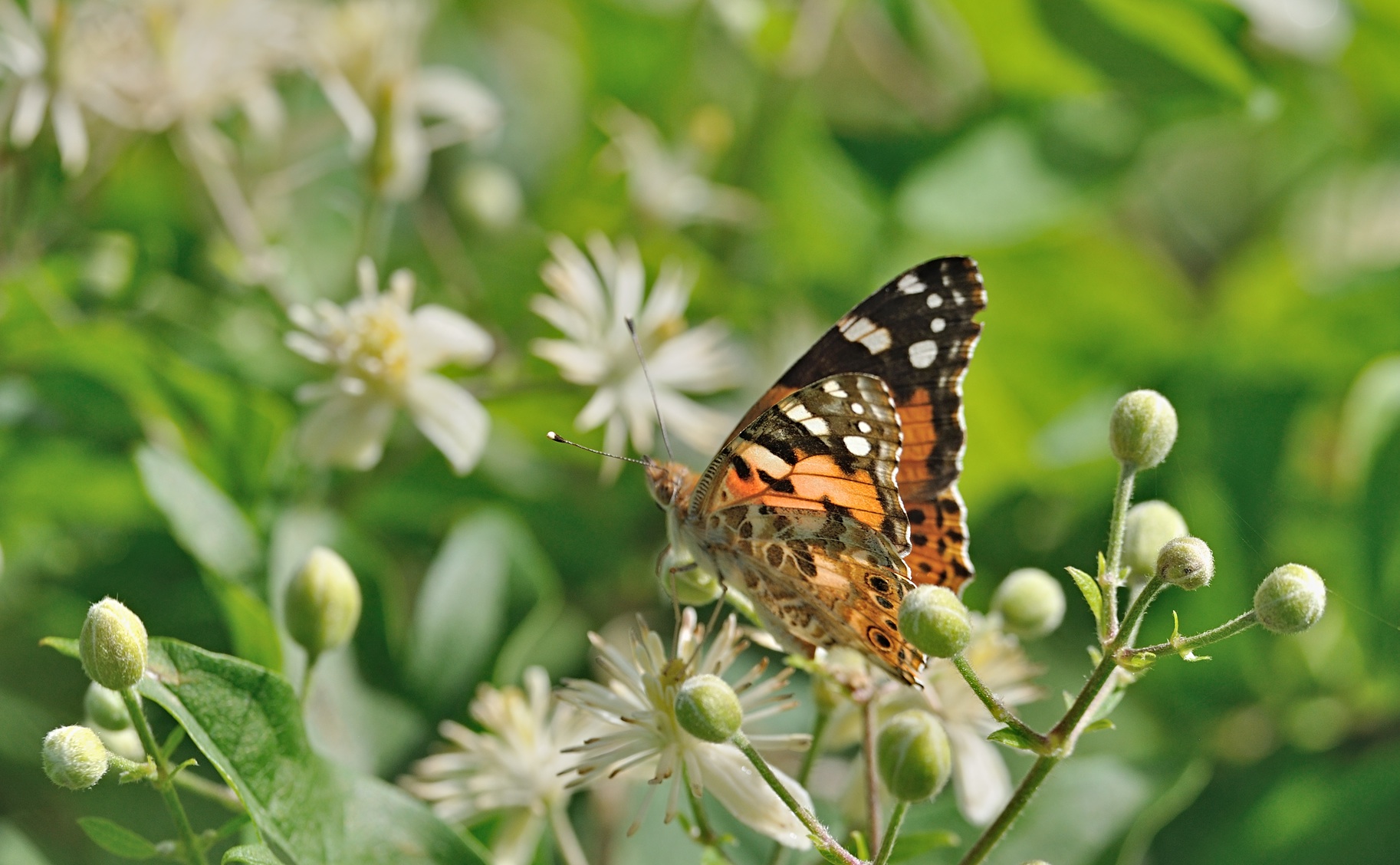 foto B071393, © Adriaan van Os, Coustouges 22-06-2022, altitud 820 m, Vanessa cardui