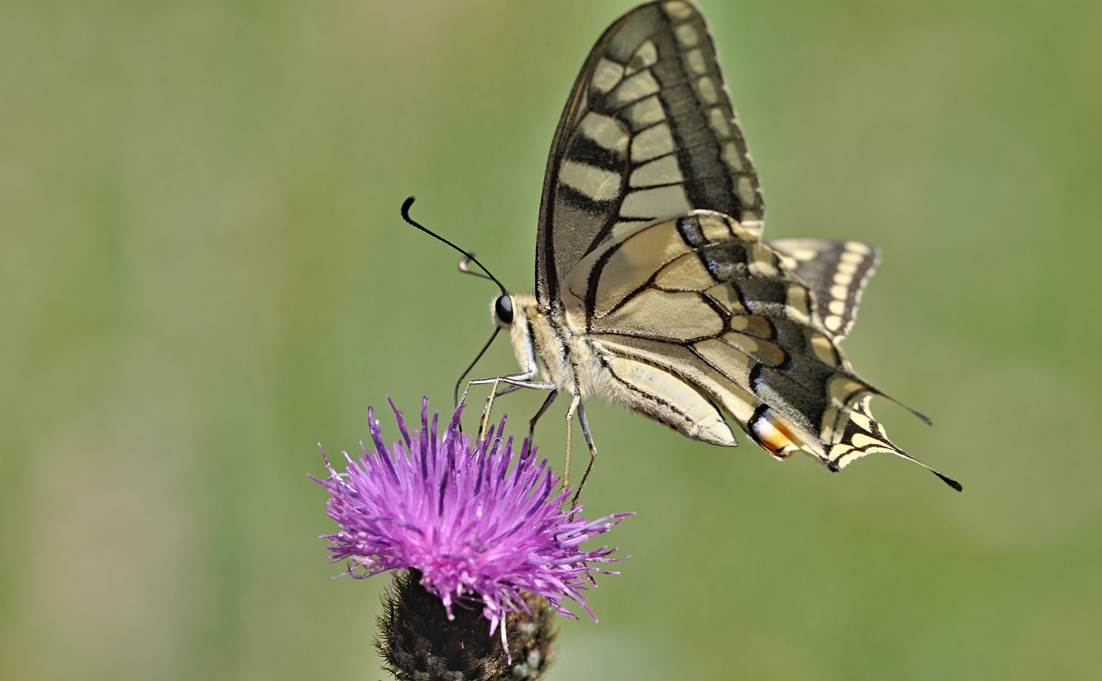 Foto B071449, © Adriaan van Os, Villeroge 25-06-2022, H�he 800 m, Papilio machaon