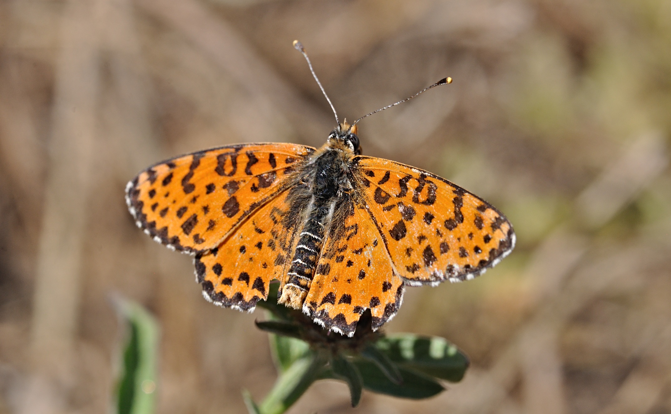 foto B071506, © Adriaan van Os, Villeroge 25-06-2022, altitud 800 m, Melitaea didyma