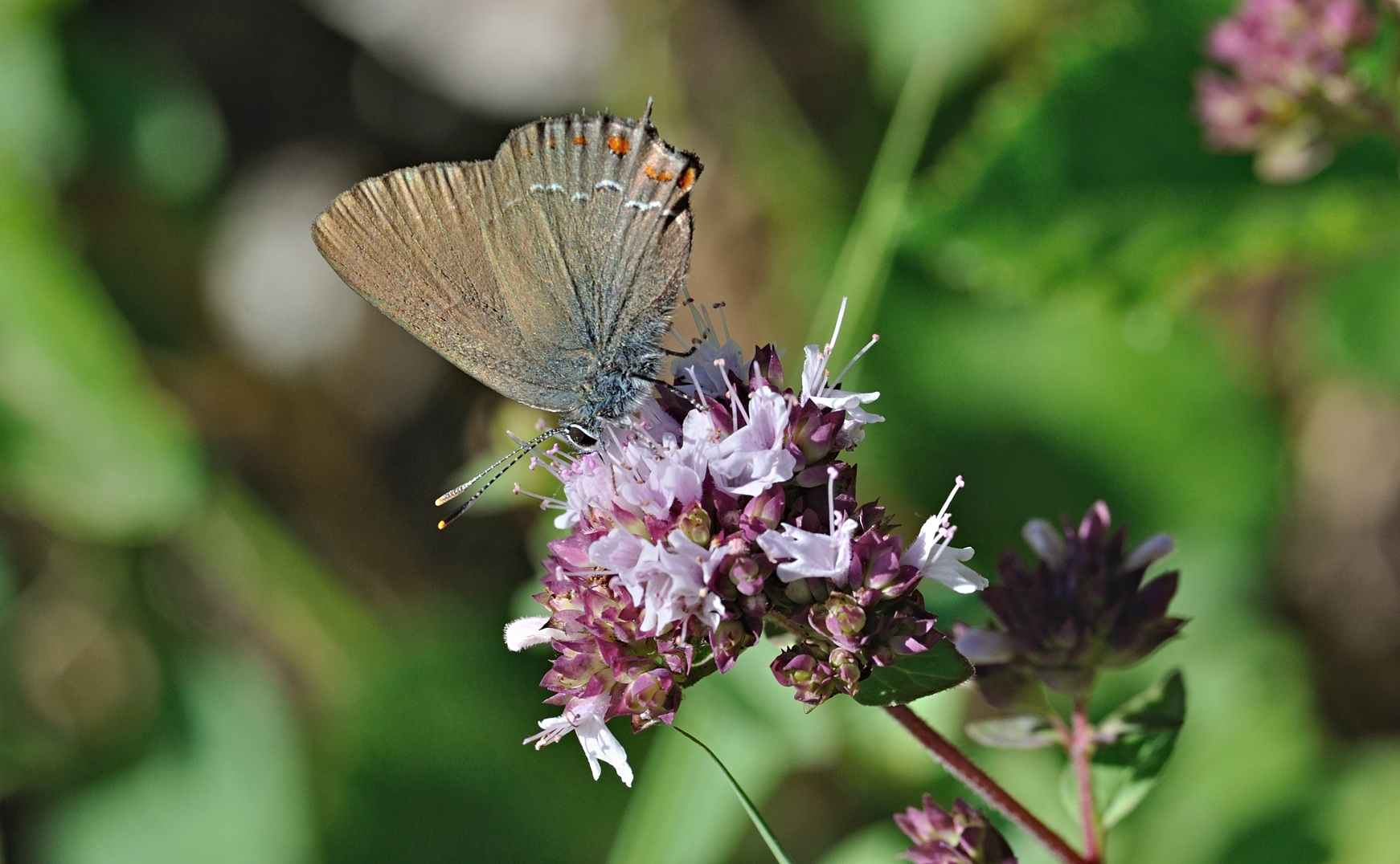 photo B071586, © Adriaan van Os, Coustouges 28-06-2022, altitudo 820 m, Satyrium esculi