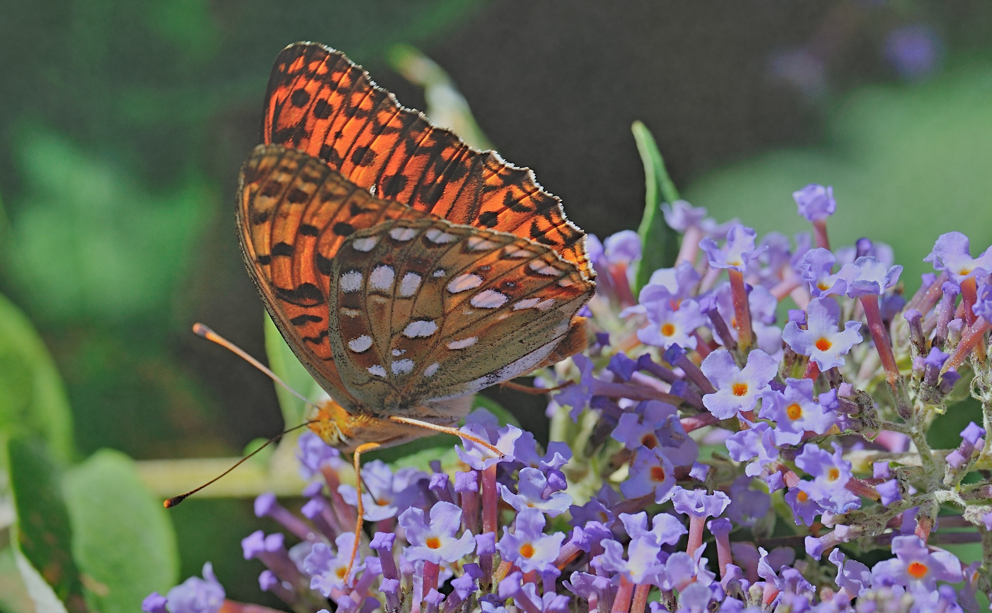 photo B071629, © Adriaan van Os, Coustouges 01-07-2022, altitudo 800 m, Argynnis adippe