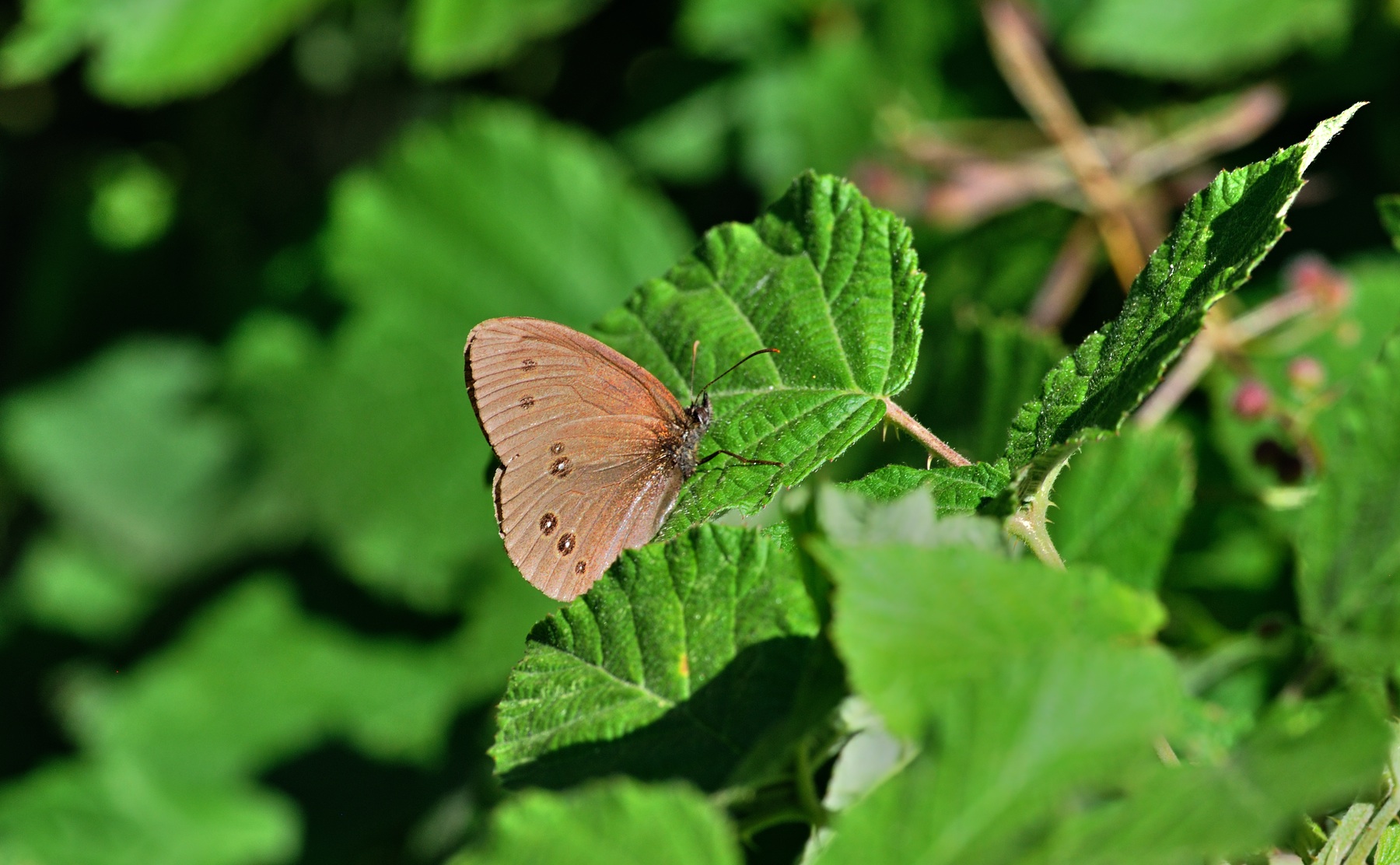 foto B071714, © Adriaan van Os, Coustouges 01-07-2022, altitud 800 m, Aphantopus hyperantus