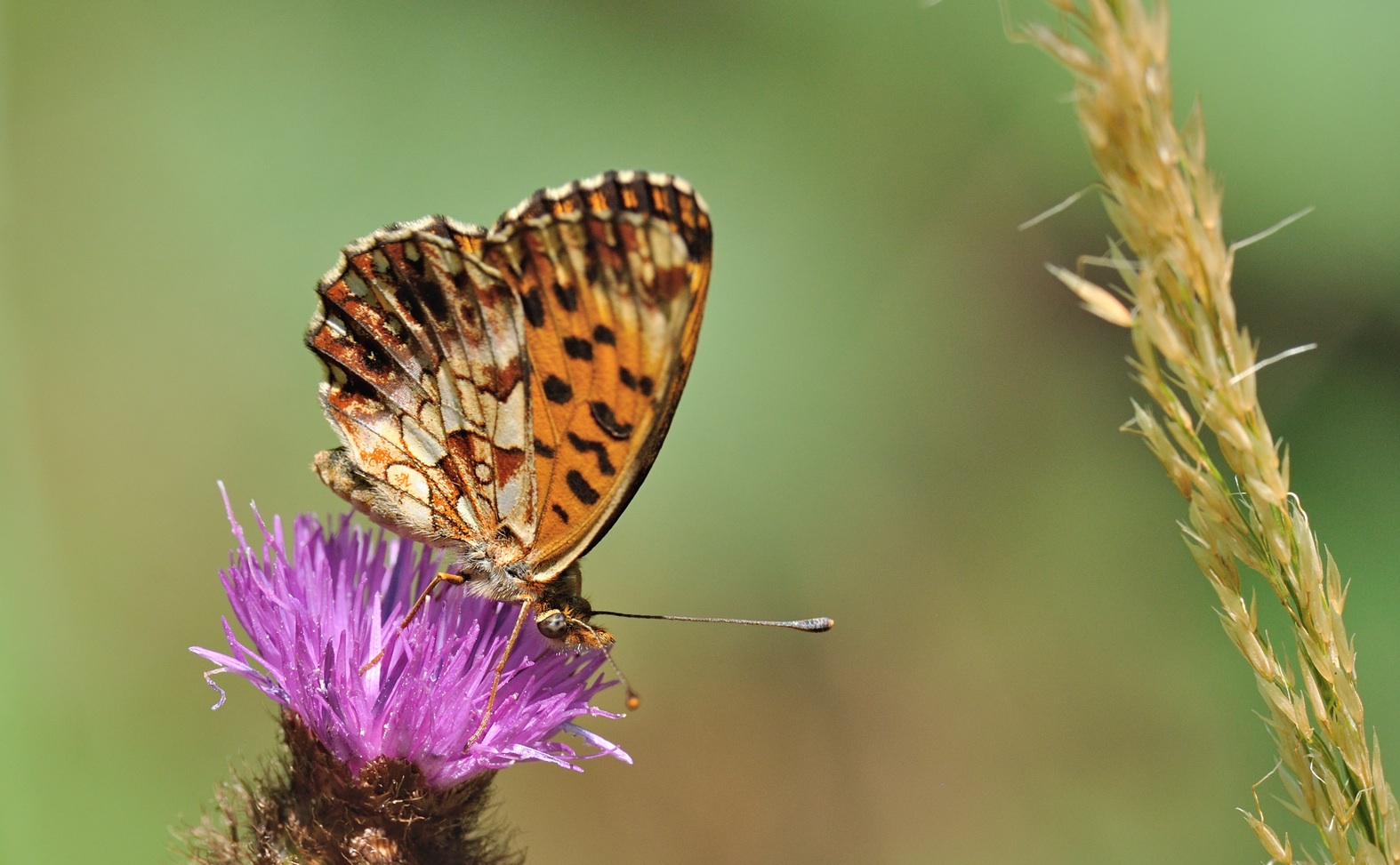 foto B071772, © Adriaan van Os, Villeroge 02-07-2022, altitud 800 m, Boloria dia