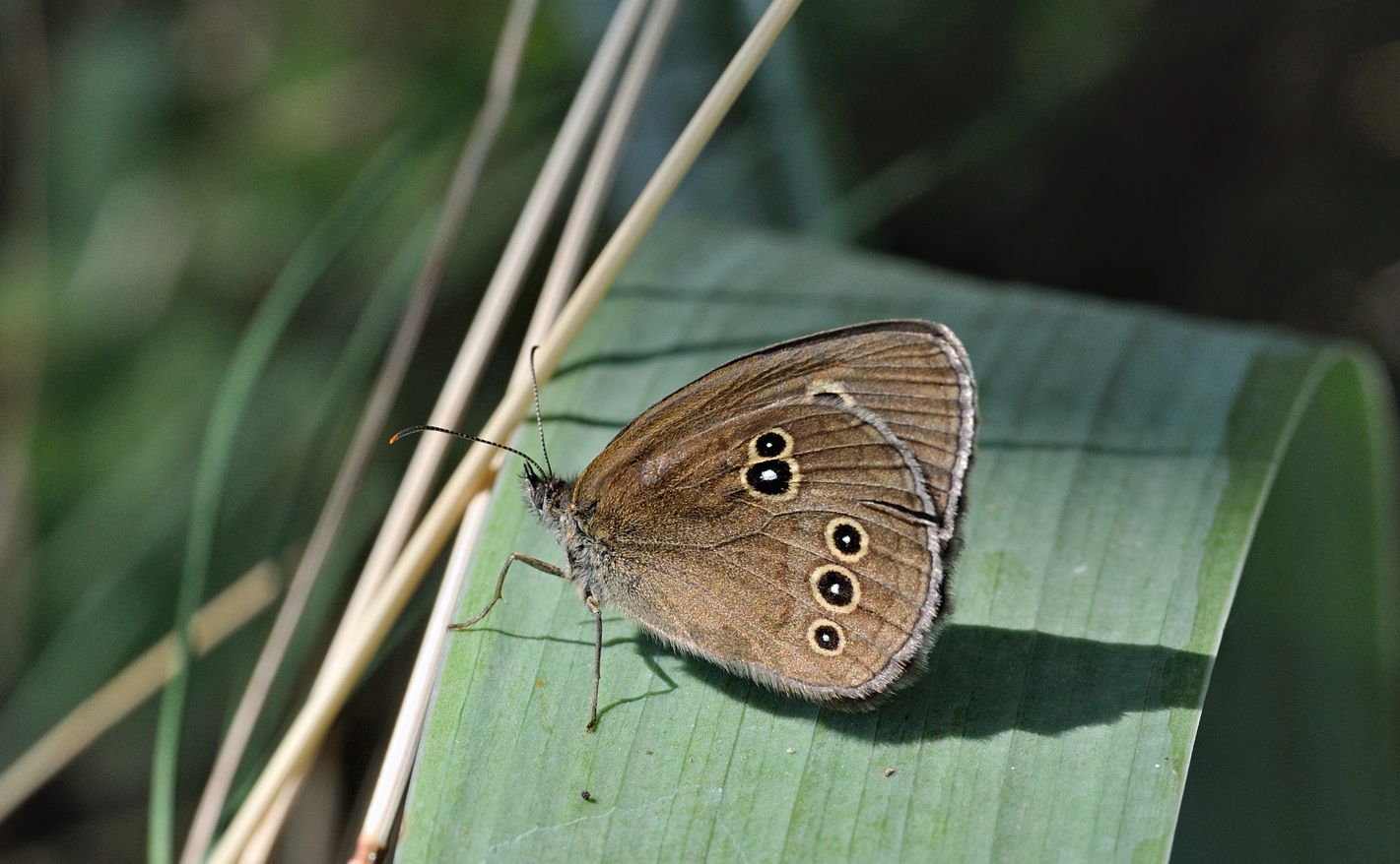 foto B071787, © Adriaan van Os, Villeroge 02-07-2022, altitud 800 m, Aphantopus hyperantus