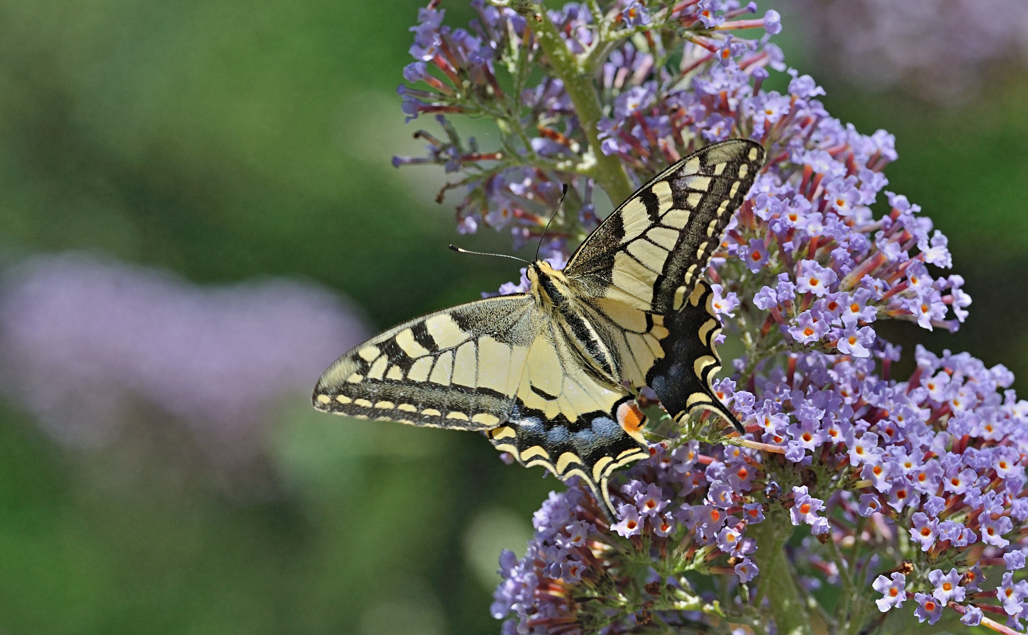 photo B071800, © Adriaan van Os, Coustouges 05-07-2022, altitude 800 m, Papilio machaon
