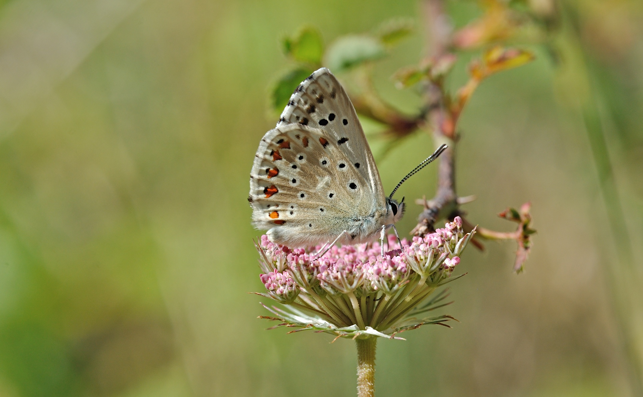 photo B071855, © Adriaan van Os, Coustouges 05-07-2022, altitudo 800 m, Polyommatus coridon