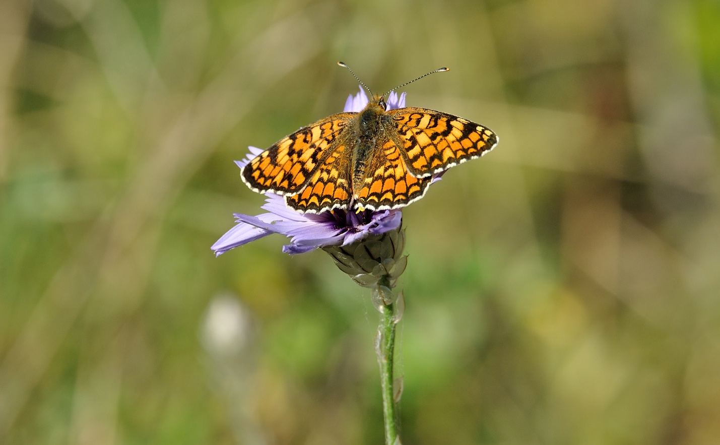 photo B071867, © Adriaan van Os, Coustouges 14-07-2022, altitude 800 m, Melitaea phoebe