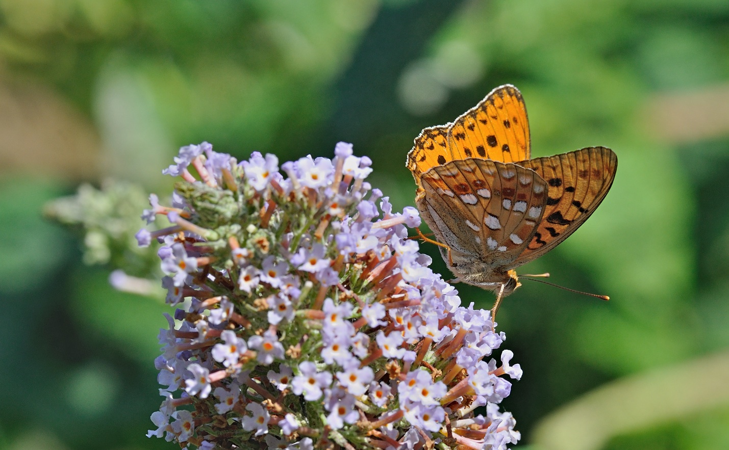 foto B071895, © Adriaan van Os, Coustouges 14-07-2022, altitud 800 m, Argynnis adippe