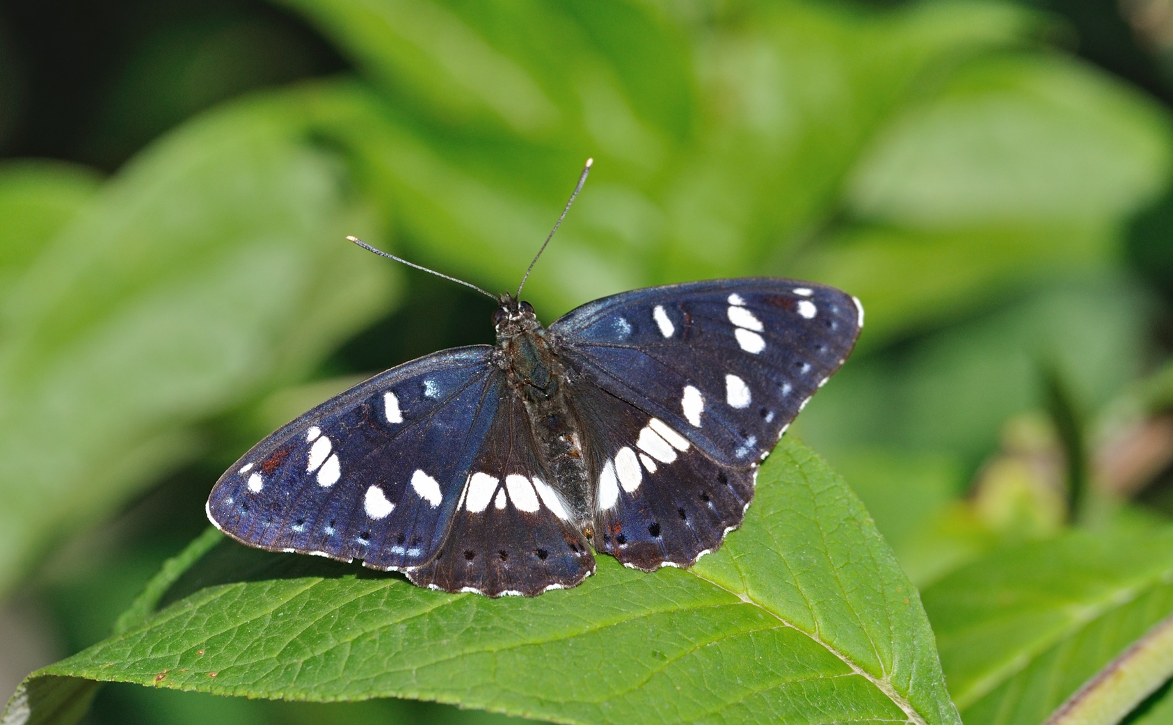 photo B071924, © Adriaan van Os, Coustouges 21-07-2022, altitudo 800 m, Limenitis reducta