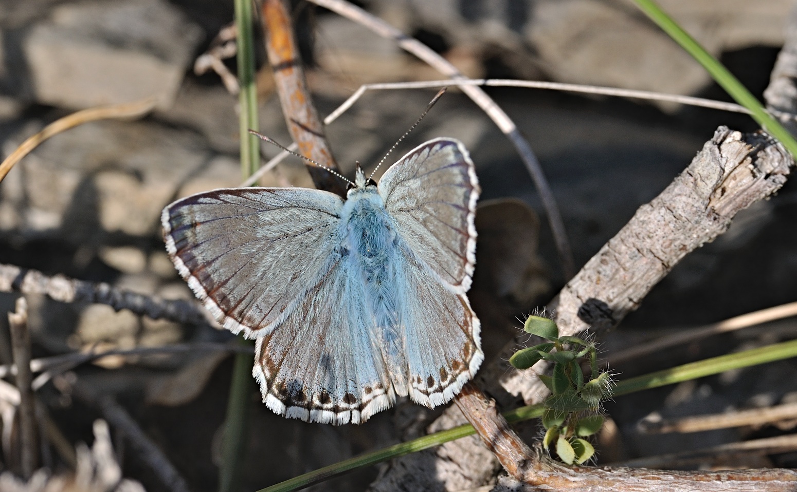 foto B071930, © Adriaan van Os, Coustouges 21-07-2022, hoogte 800 m, Polyommatus coridon of Lysandra hispana