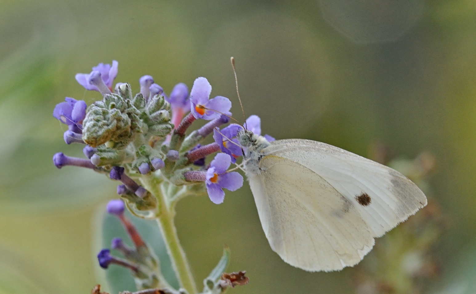 Foto B072042, © Adriaan van Os, Coustouges 25-07-2022, Hhe 820 m, Pieris napi