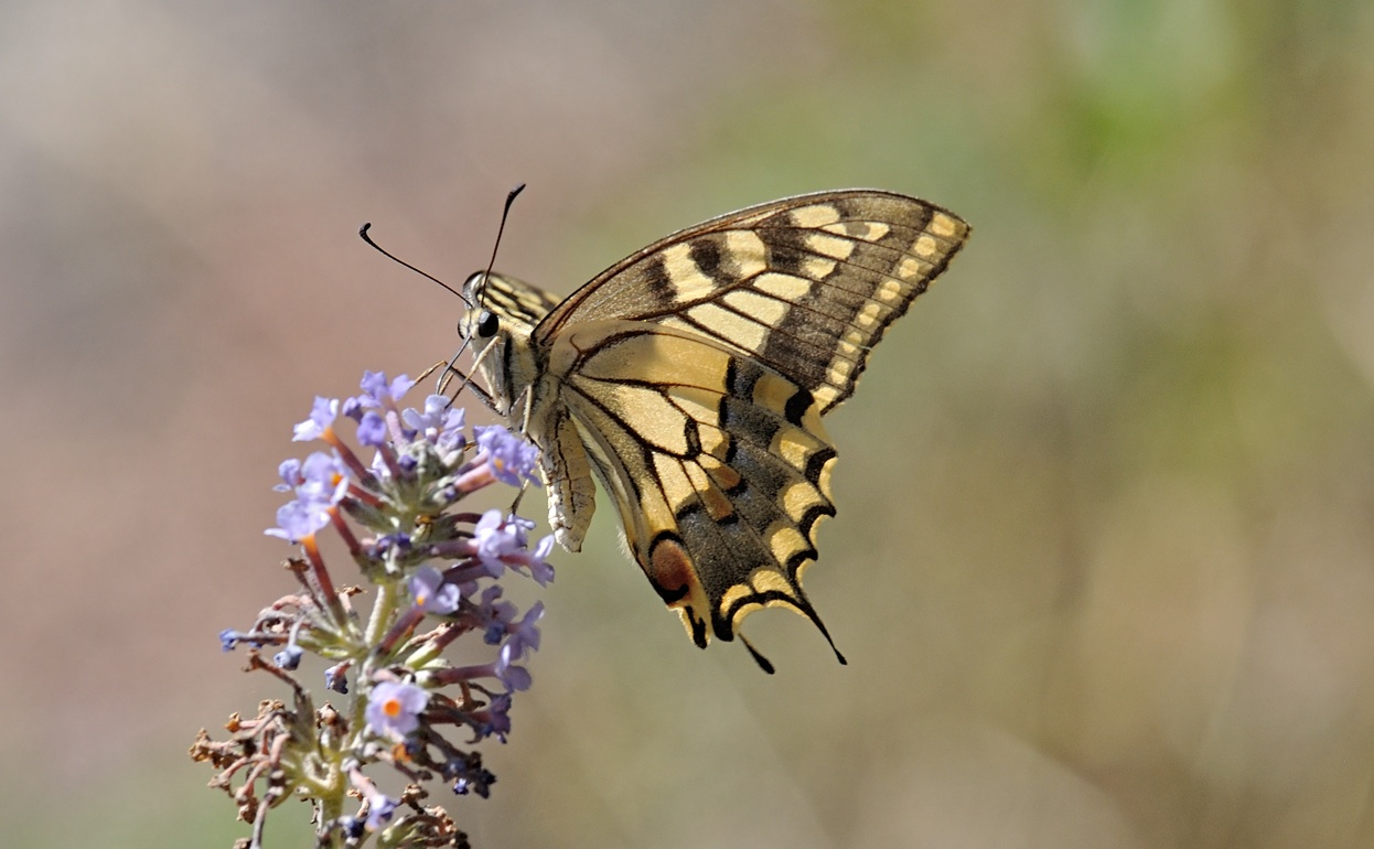 photo B072058, © Adriaan van Os, Coustouges 27-07-2022, altitude 820 m, Papilio machaon