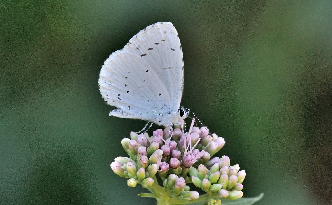 photo B072068, © Adriaan van Os, Coustouges 01-08-2022, altitudo 800 m, Celastrina argiolus