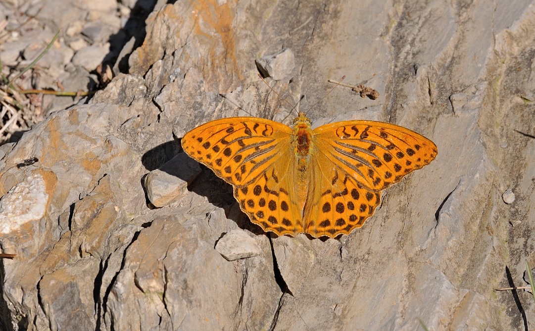 photo B072110, © Adriaan van Os, Coustouges 01-08-2022, altitudo 800 m, ♂ Argynnis paphia