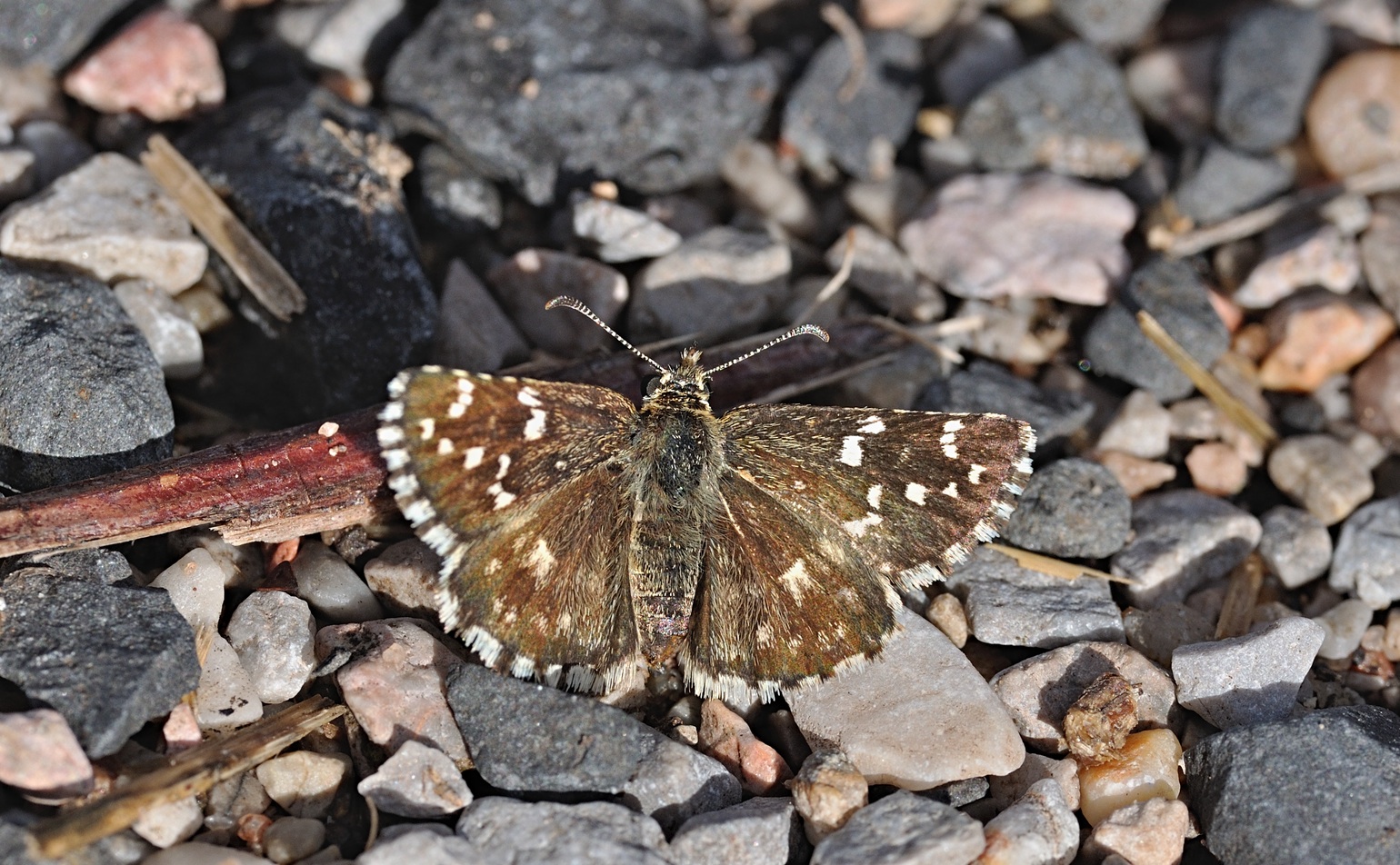 foto B072295, © Adriaan van Os, Coustouges 14-08-2022, altitud 820 m, Pyrgus malvoides