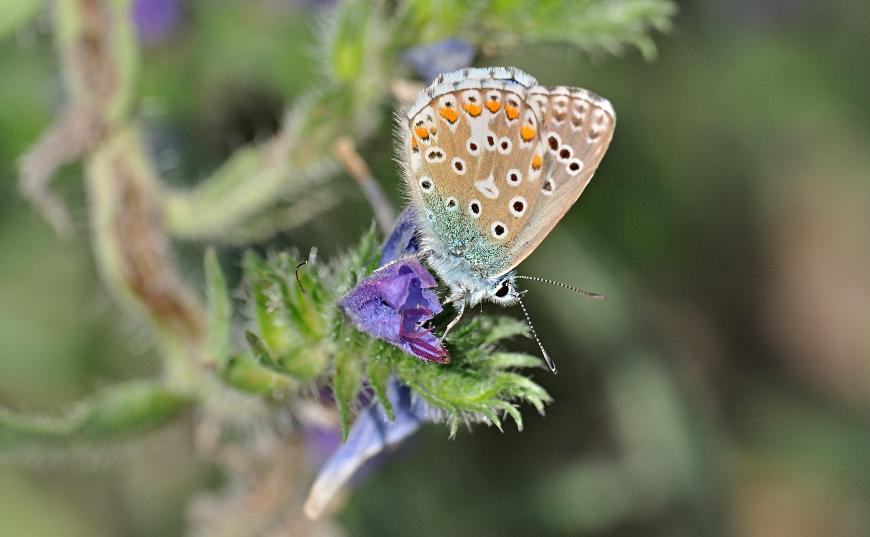 photo B072820, © Adriaan van Os, Coustouges 20-06-2023, altitude 800 m, Polyommatus bellargus