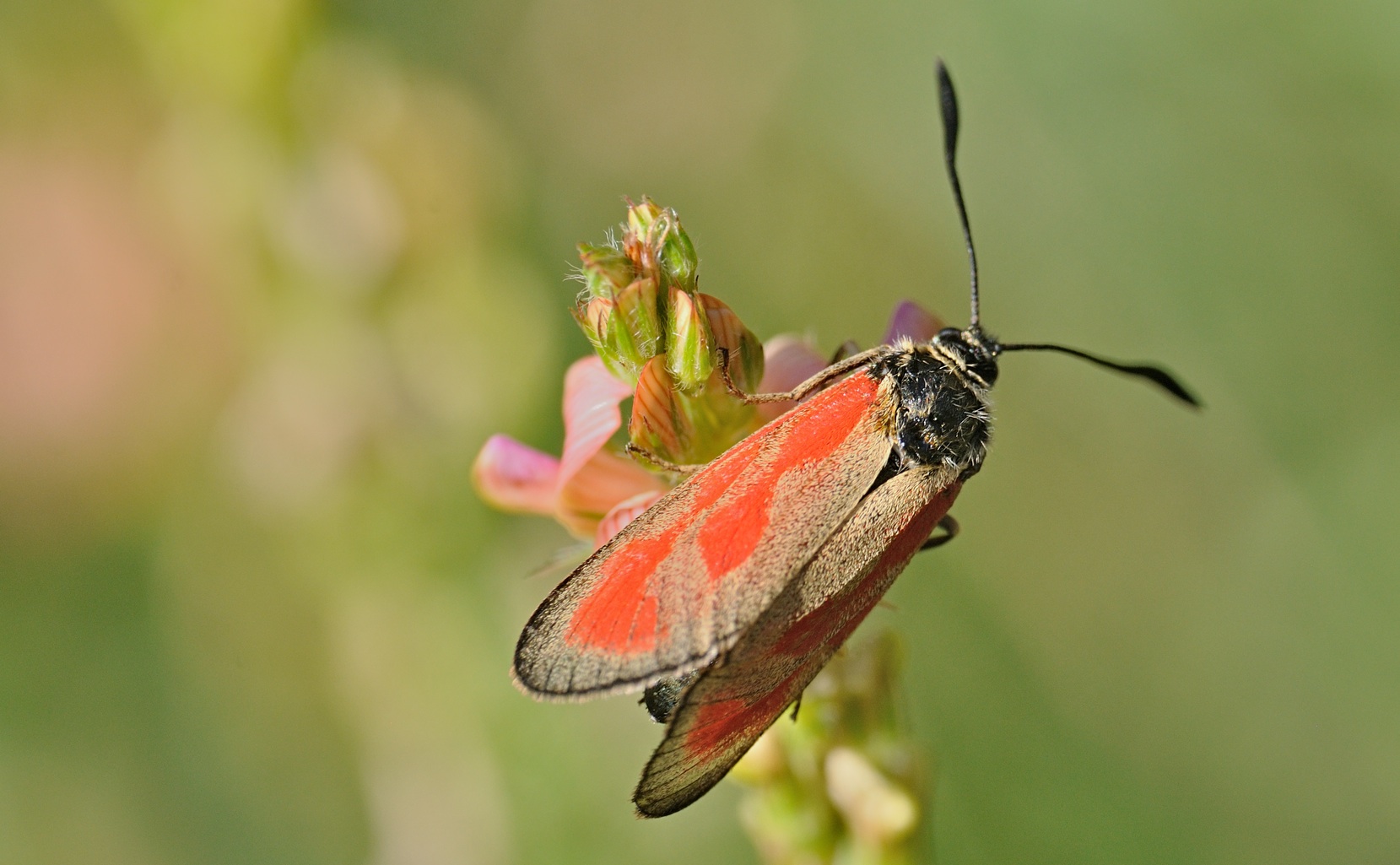 photo B072868, © Adriaan van Os, Coustouges 22-06-2023, altitude 820 m, Zygaena osterodensis