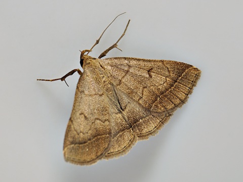 L'Herminie brune (Zanclognatha zelleralis)